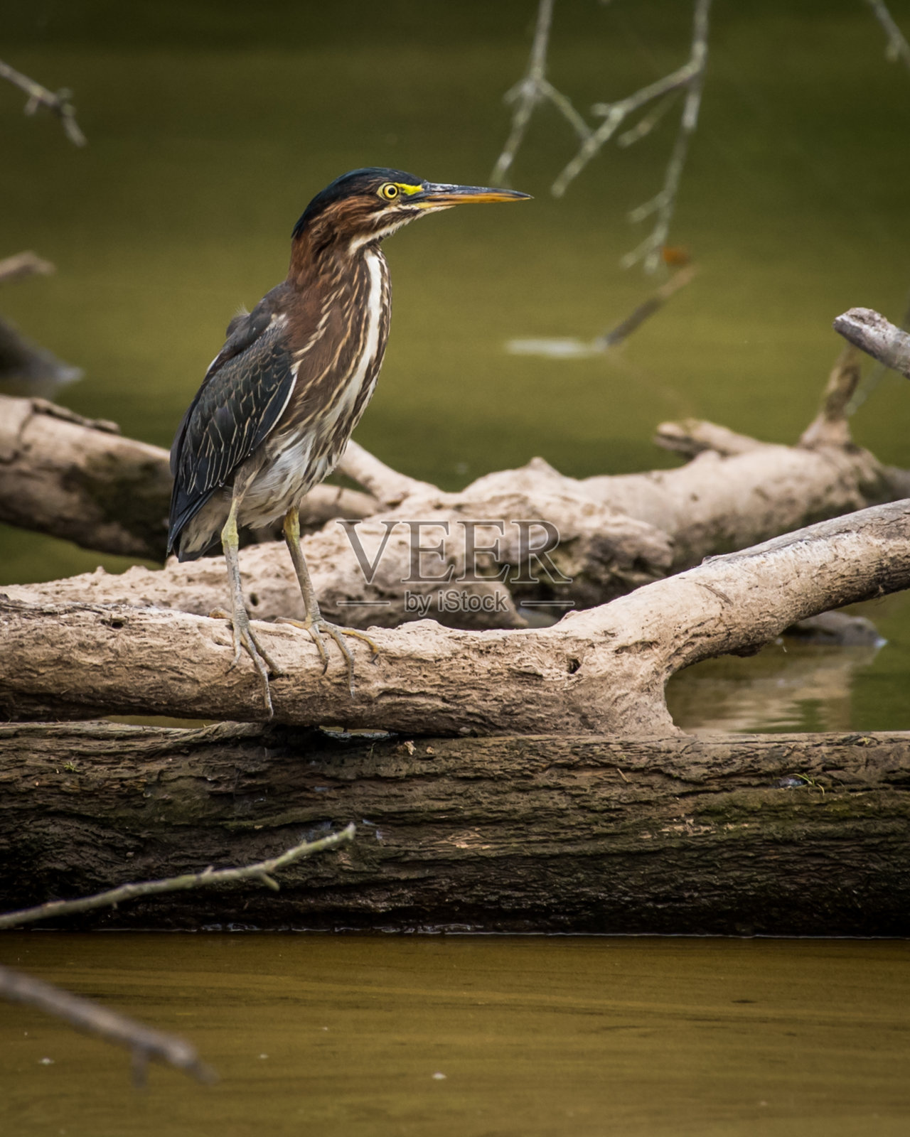正在觅食的苍鹭鸟照片摄影图片