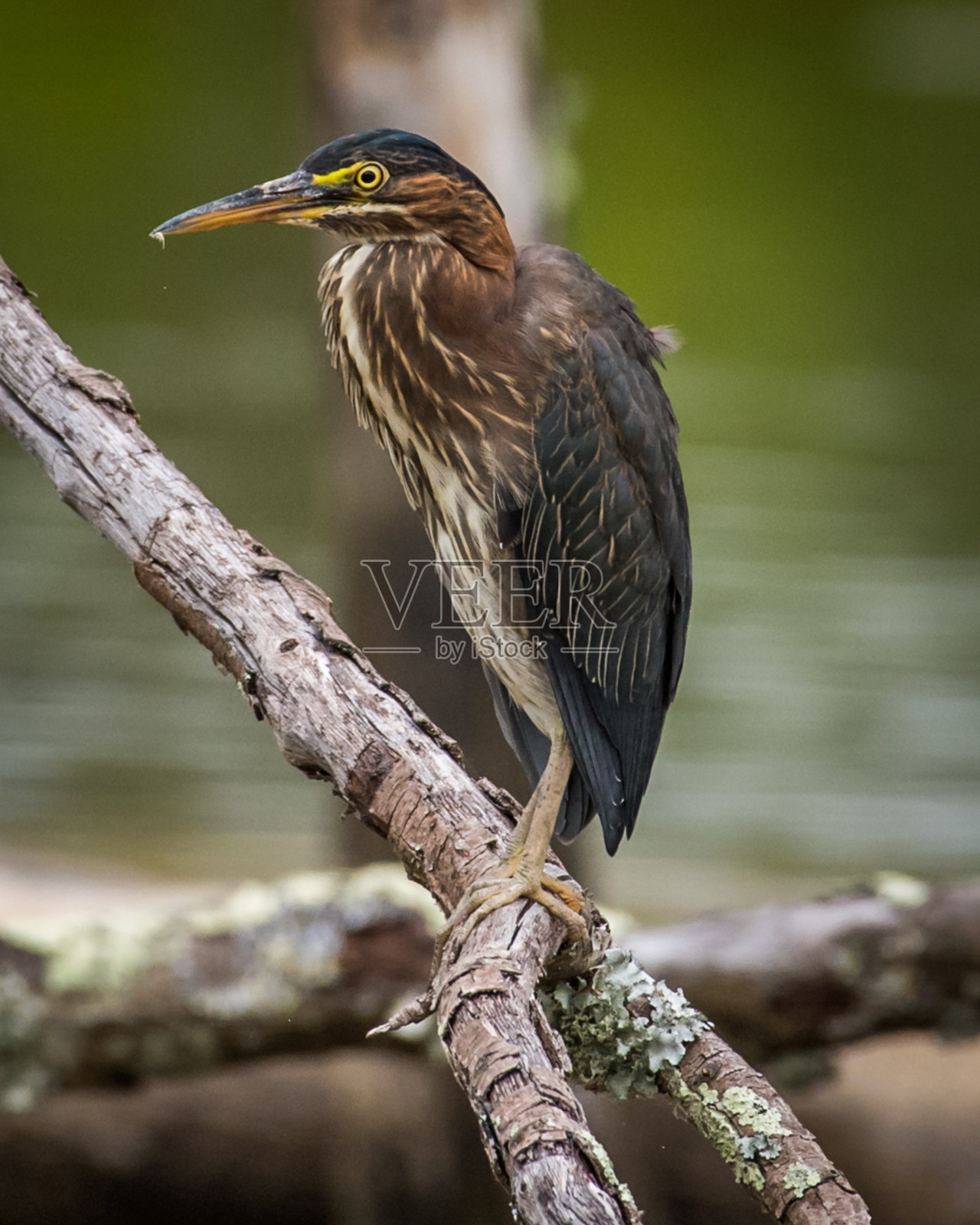 绿鹭鸟小蓝鹭寻找一顿饭照片摄影图片