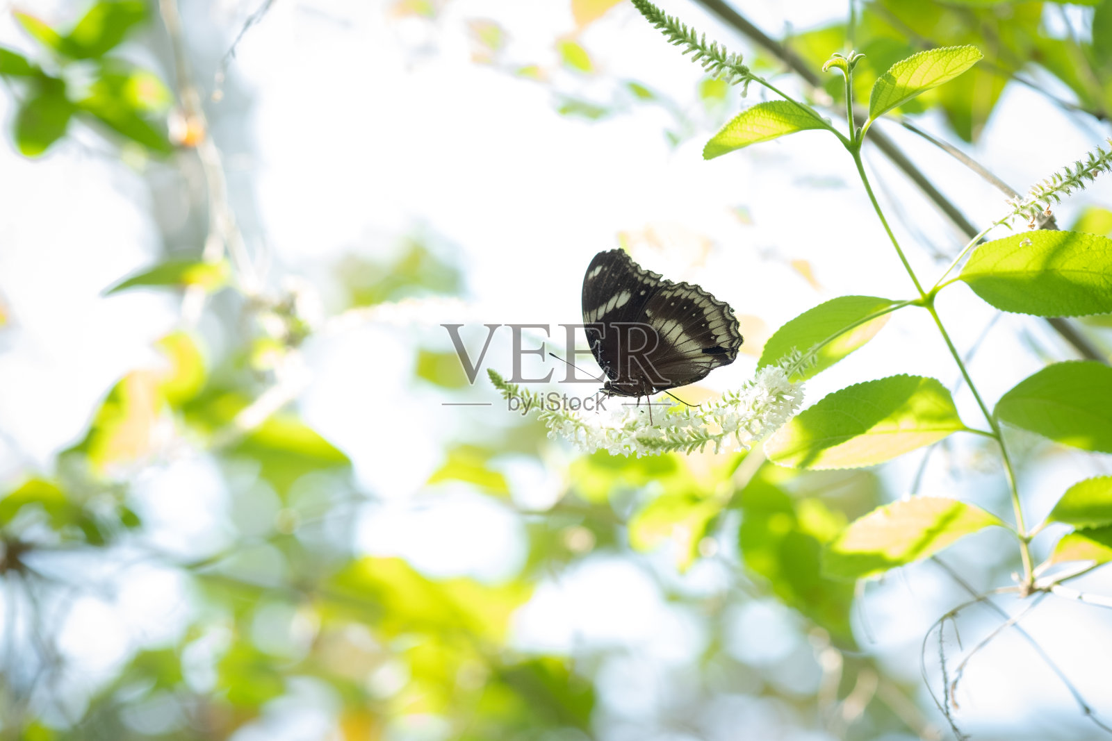 花园里美丽的黑蝴蝶开着白花照片摄影图片