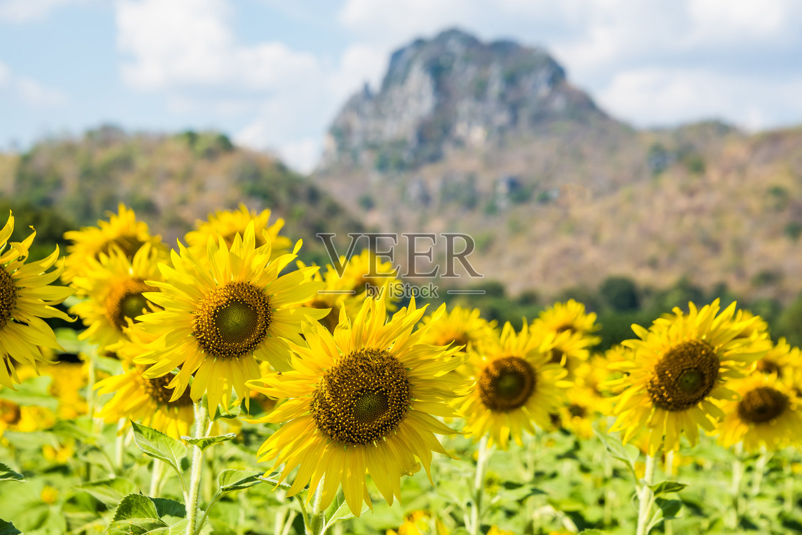 美丽夺目的向日葵盛开着黄色的假山农场照片摄影图片