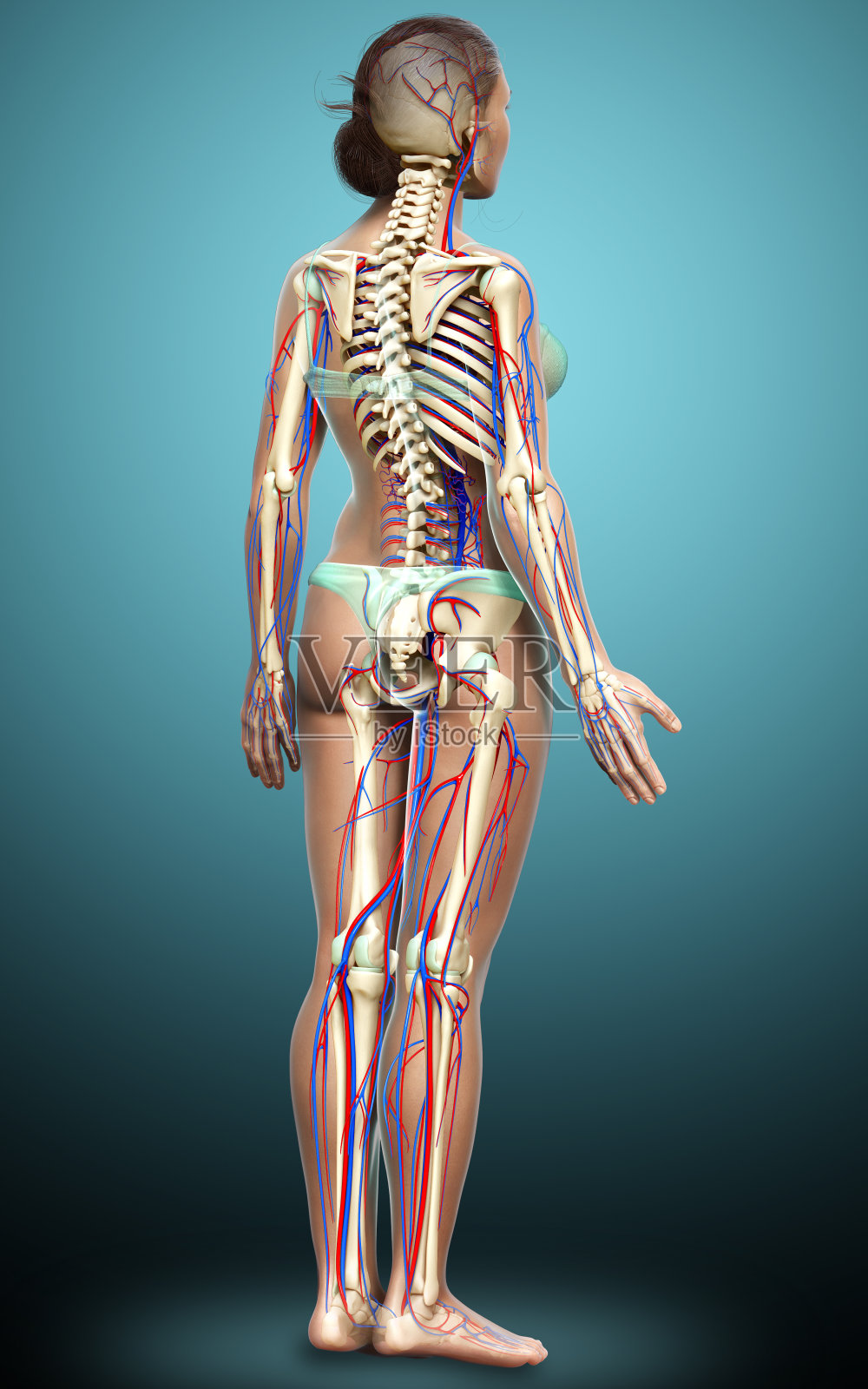 3d渲染医学上准确的女性循环和骨骼系统的插图照片摄影图片