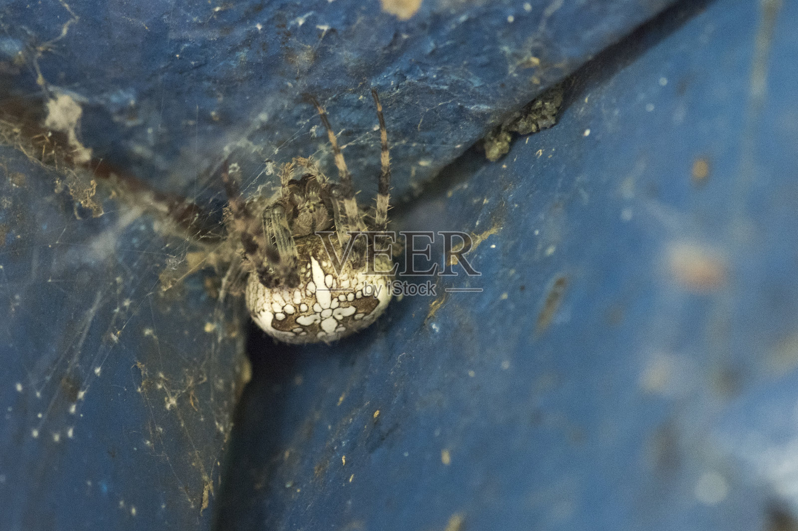 蜘蛛十字军坐在角落里。特写镜头照片摄影图片