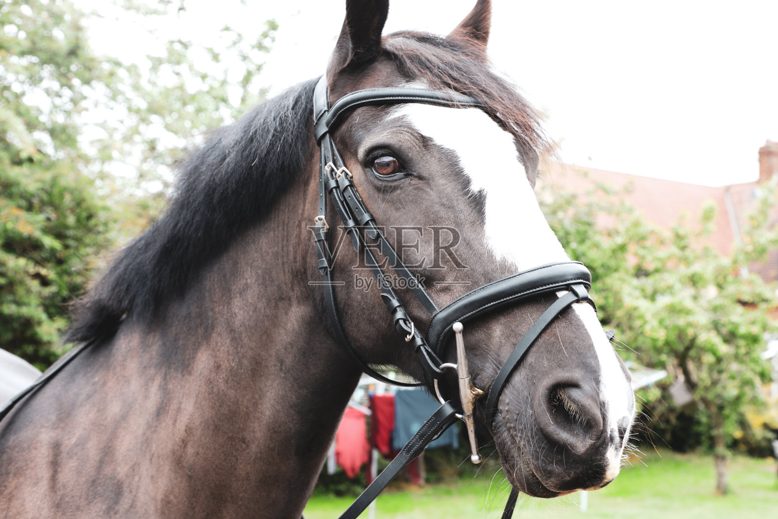 棕马白马照片摄影图片