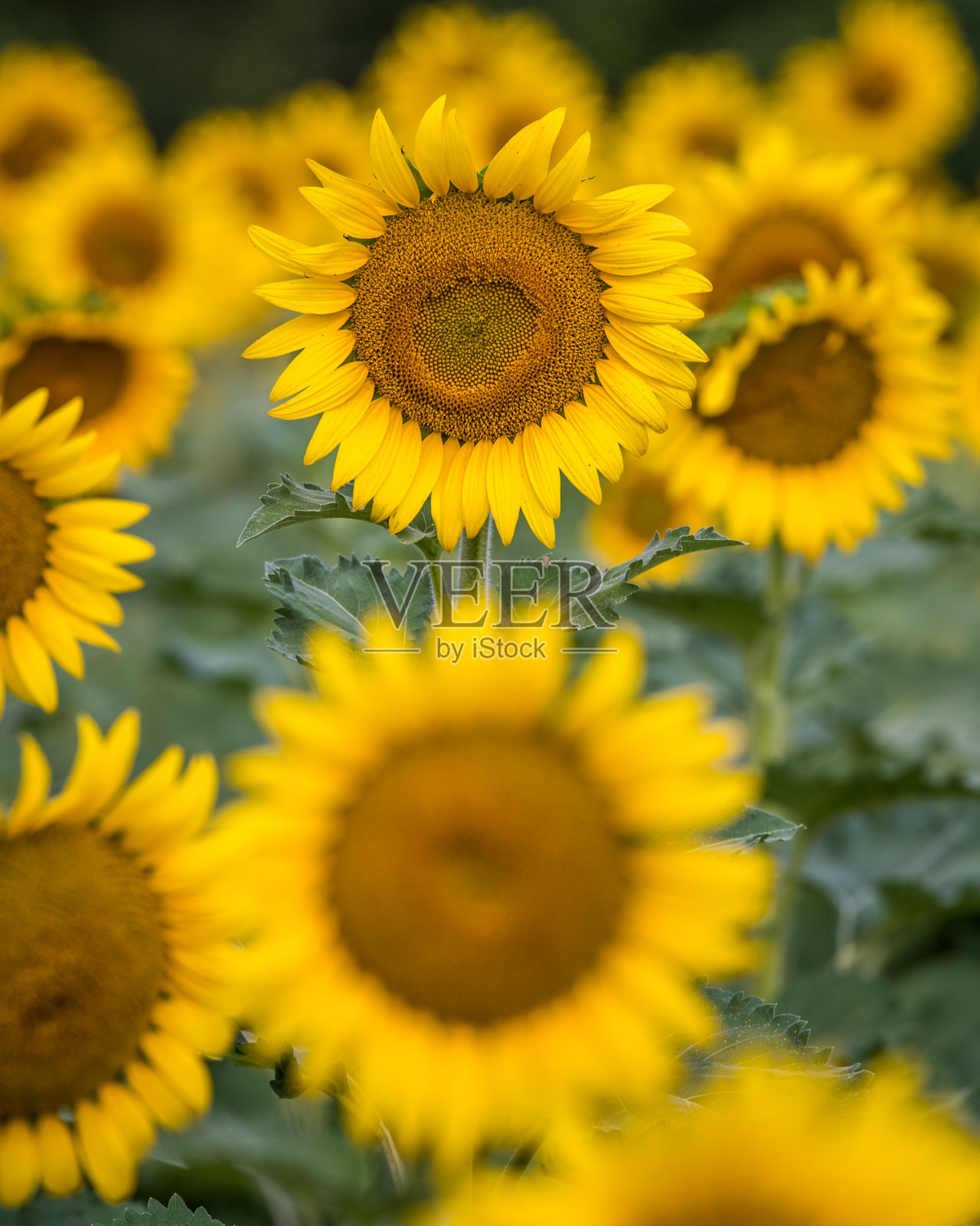 田野里的黄色向日葵照片摄影图片