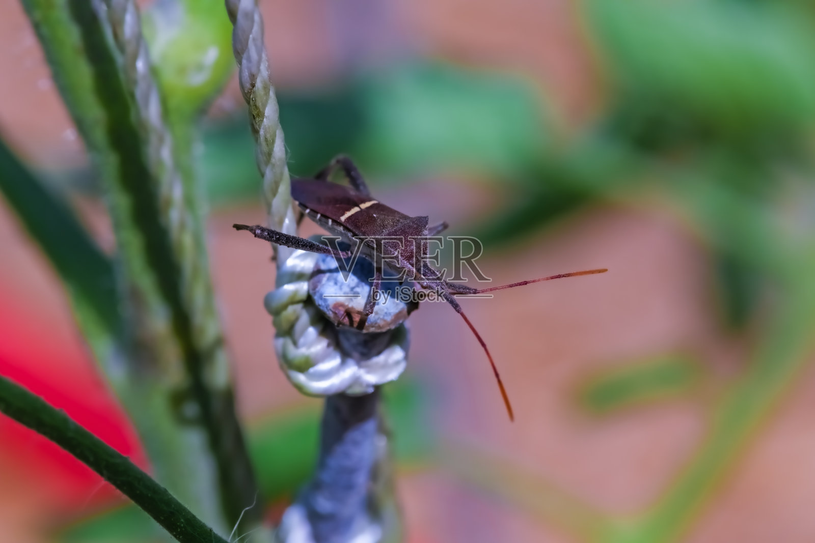 末端棘头的特写照片摄影图片