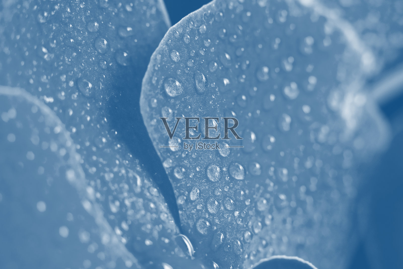 近距离观看美丽的兰花花瓣在时髦的潘通颜色2020古典蓝色。色调背景制作的盛开蝴蝶兰花与花瓣上的水滴照片摄影图片