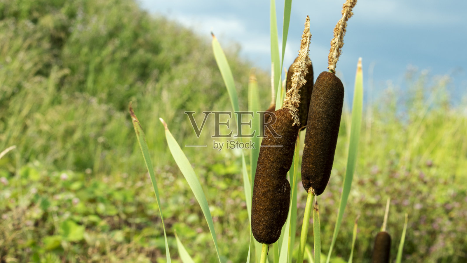 沼泽里有三根香蒲梗照片摄影图片