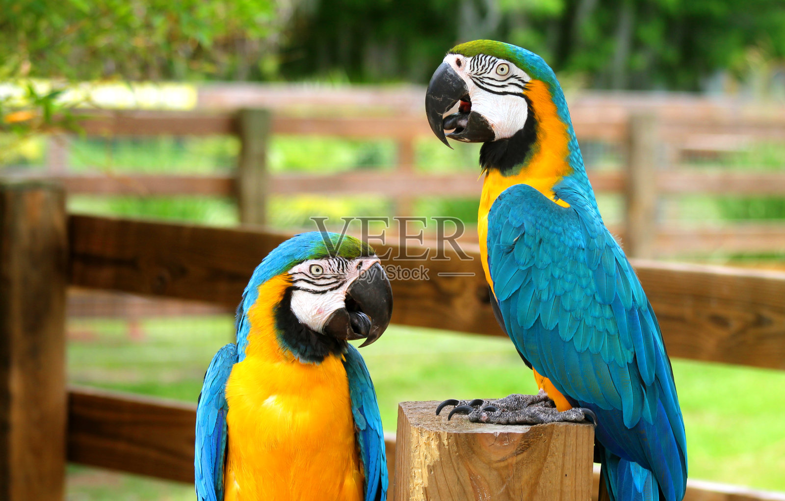 两个mackaw鹦鹉坐在篱笆上的特写照片摄影图片