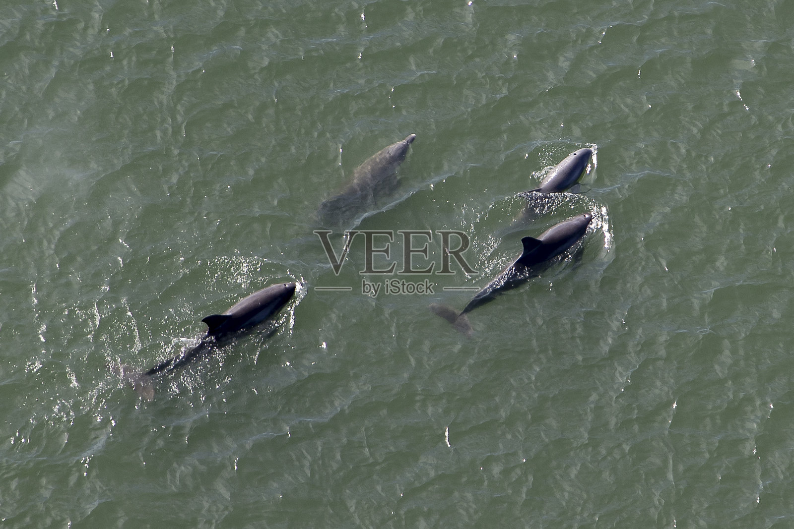 海豚照片摄影图片