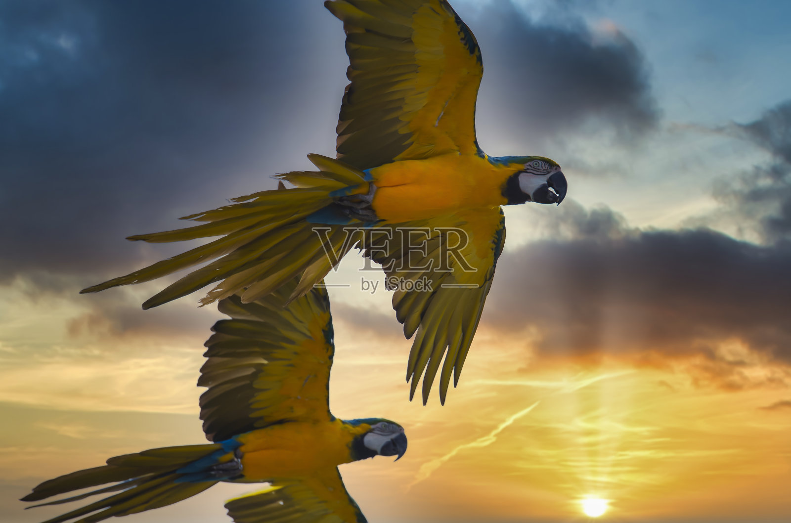 美丽的低角度拍摄的黄色鹦鹉飞行和多云的日落的背景照片摄影图片
