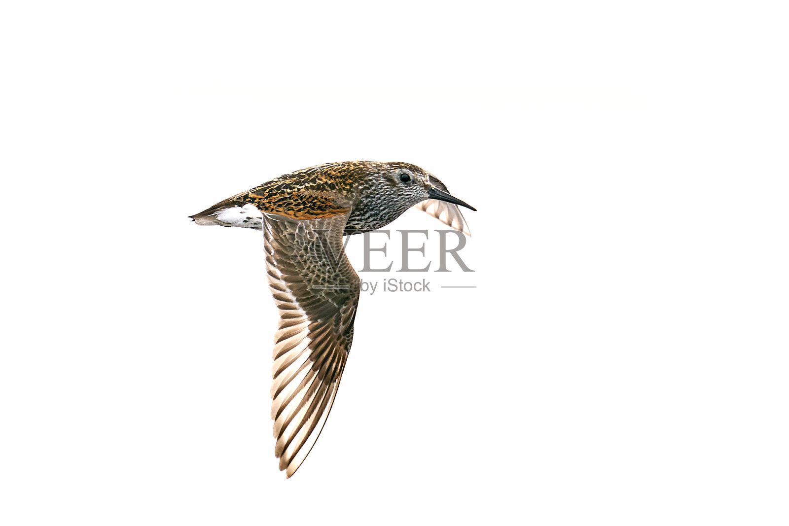 檀香(Calidris alpina)照片摄影图片