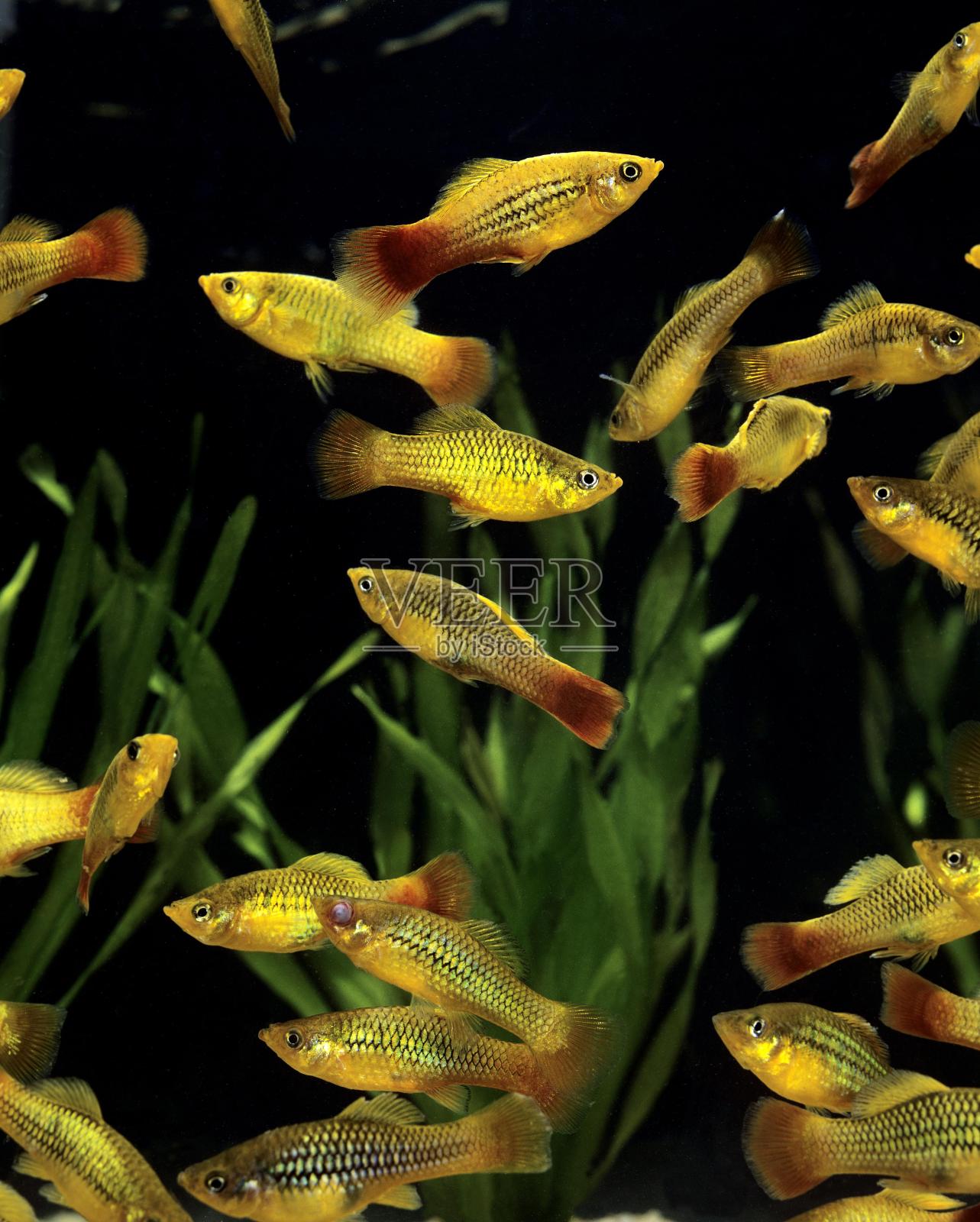 金色鸭嘴兽，西福鲁斯瓦里亚图斯照片摄影图片