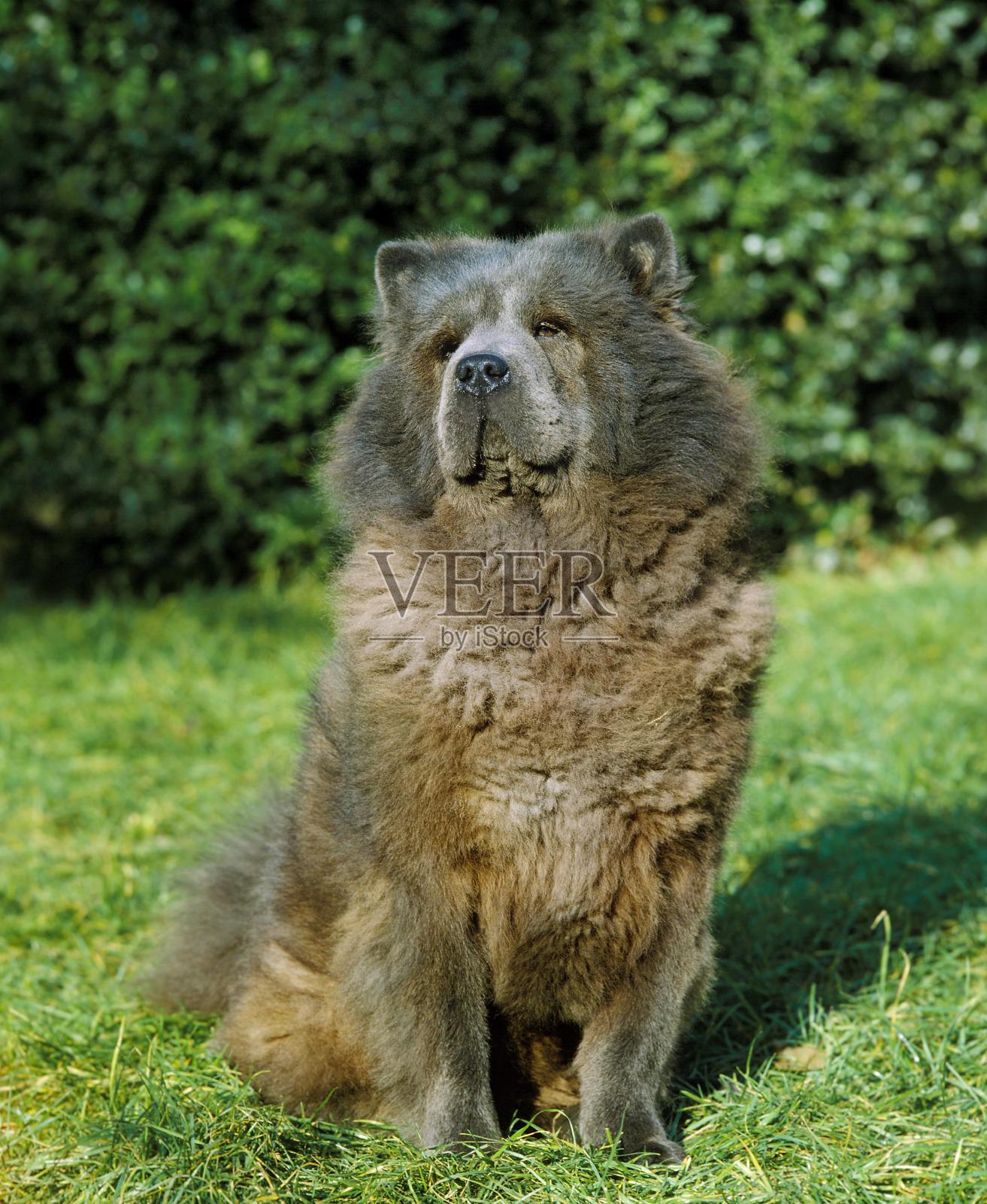 松狮犬坐在草地上照片摄影图片