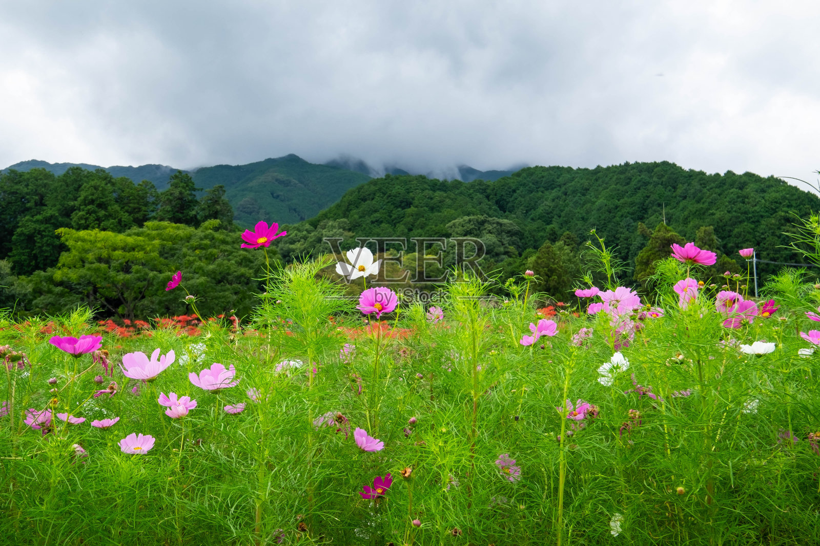 多云的天空，山脉，宇宙和Higan版本照片摄影图片
