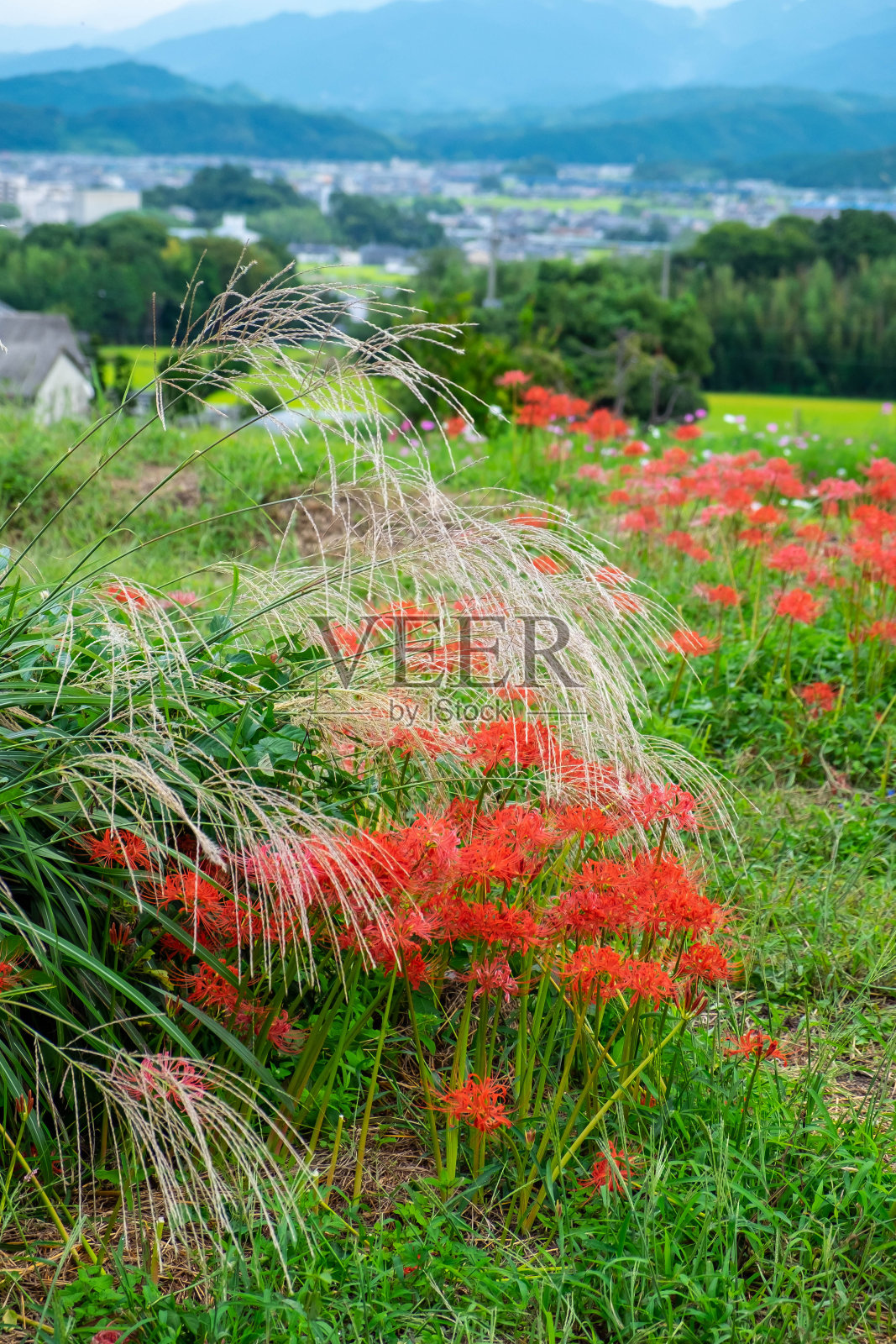 Higanbana(丛孤挺花)在乡村和城镇的风景照片摄影图片