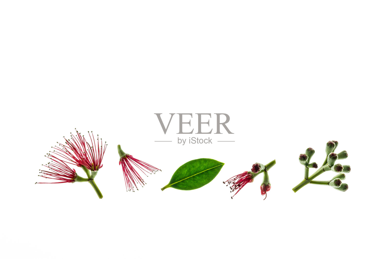 红色的波胡图卡瓦树的花和叶子在白色的背景孤立的细节照片摄影图片