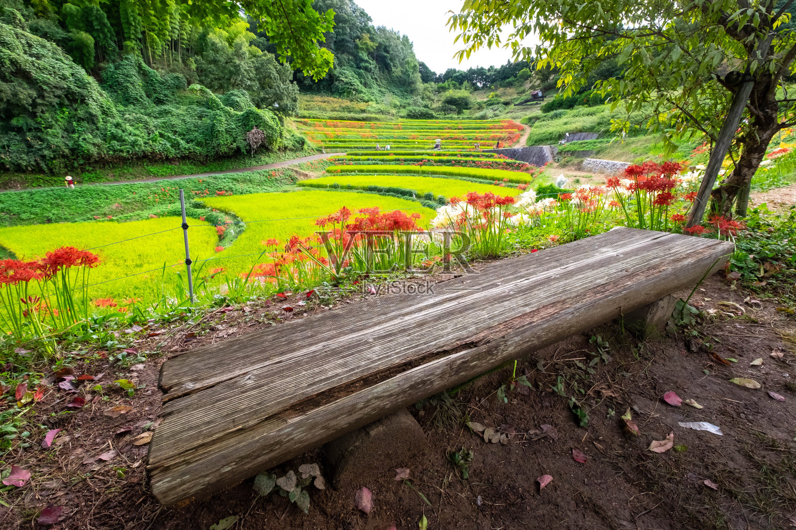 长椅、higanbana(日本铃兰)和乡村照片摄影图片