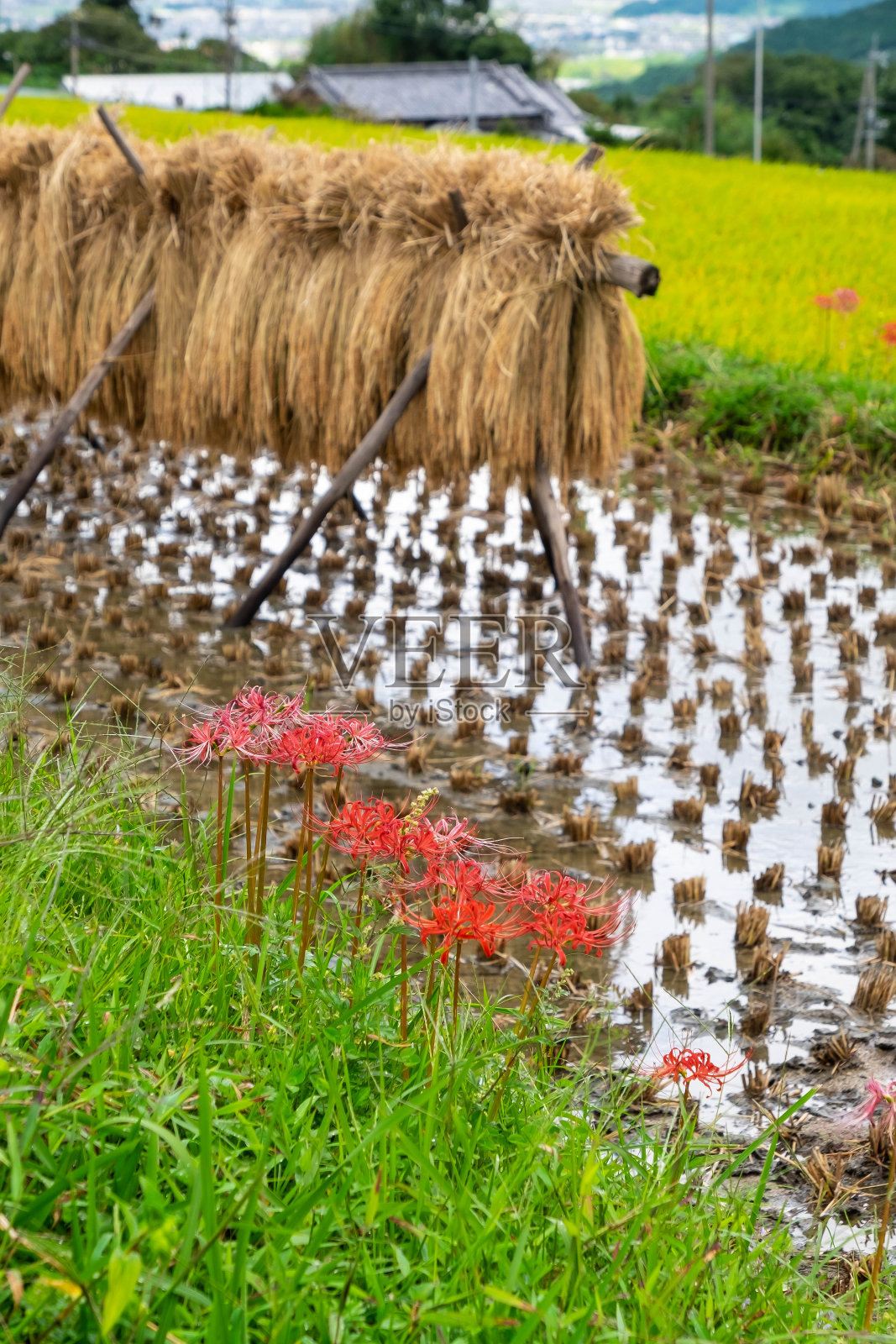 收获后的稻穗和蜘蛛百合照片摄影图片