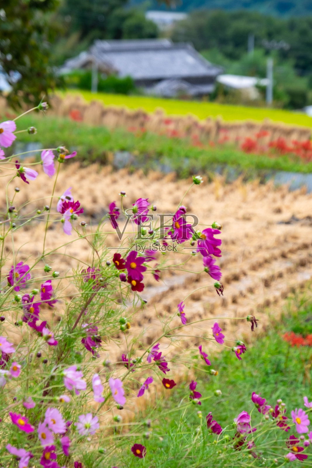 宇宙，稻田和蜘蛛百合照片摄影图片