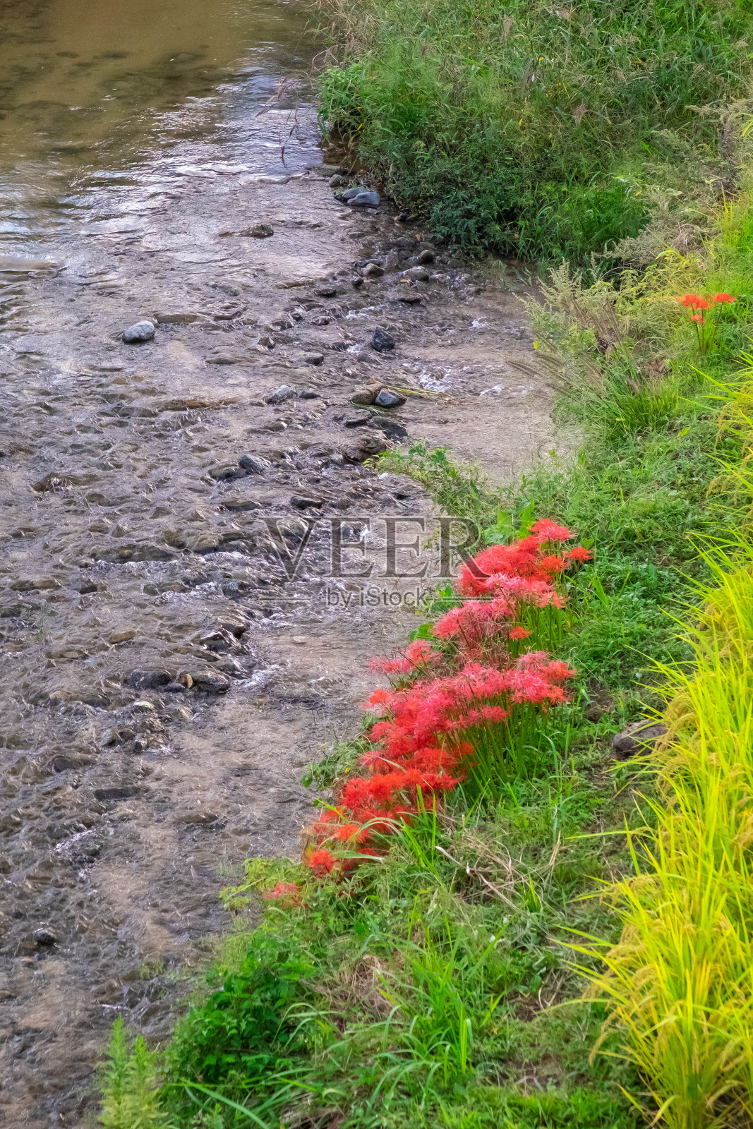 睡莲盛开在美丽的河岸上照片摄影图片