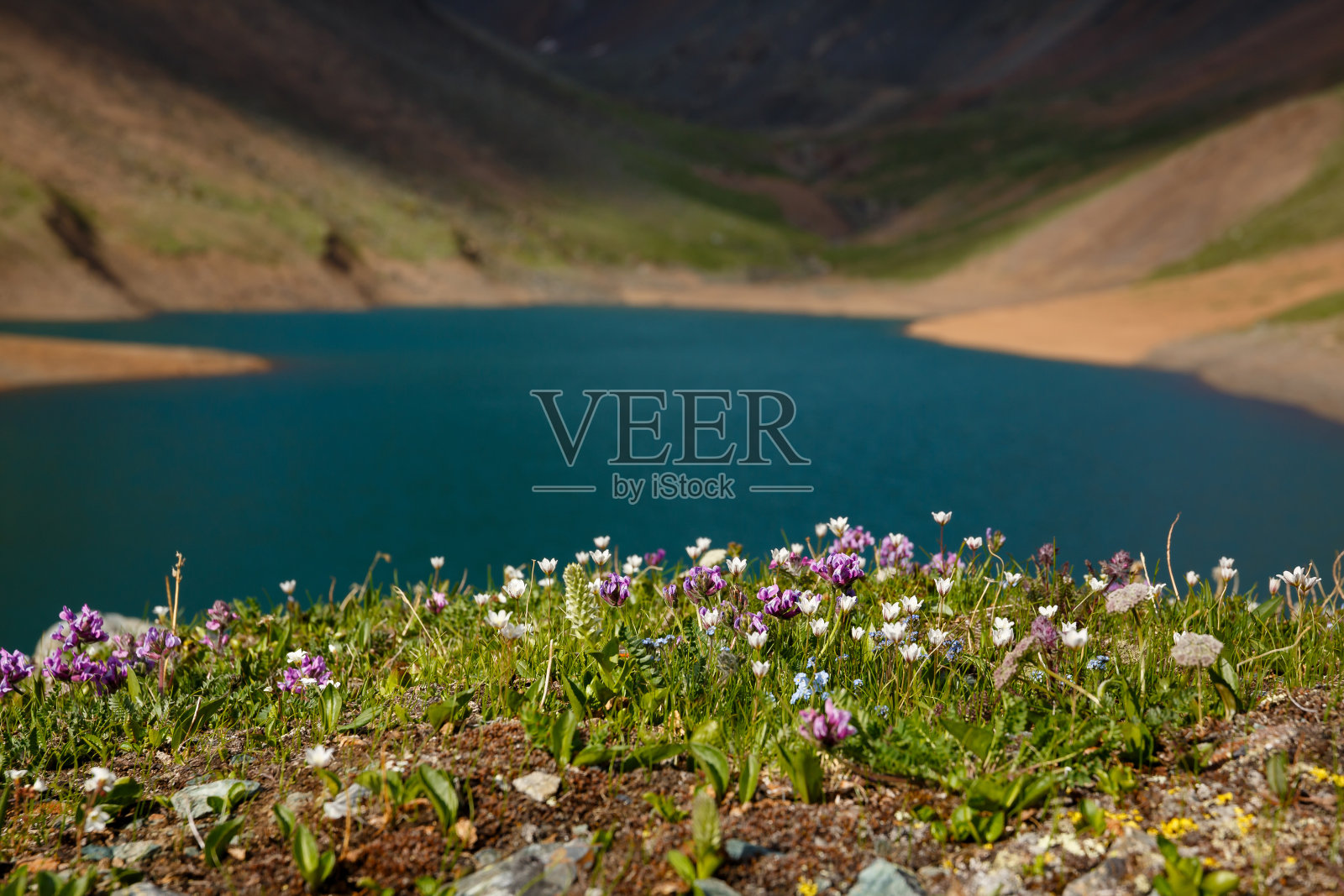 山湖岸边的花田照片摄影图片