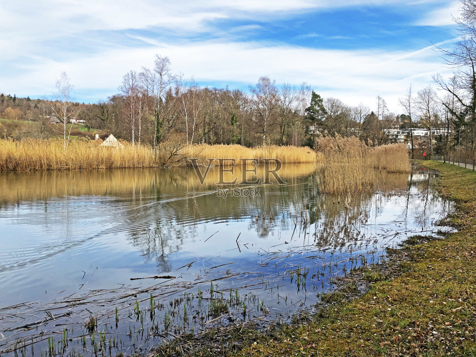 Rumensee自然保护区小Rumensee湖或Rumensee池塘或Rumensee自然保护区，Küsnacht am Zürichsee (Kusnacht am Zurich或Kuesnacht am Zuerichsee) -瑞士苏黎世州照片摄影图片