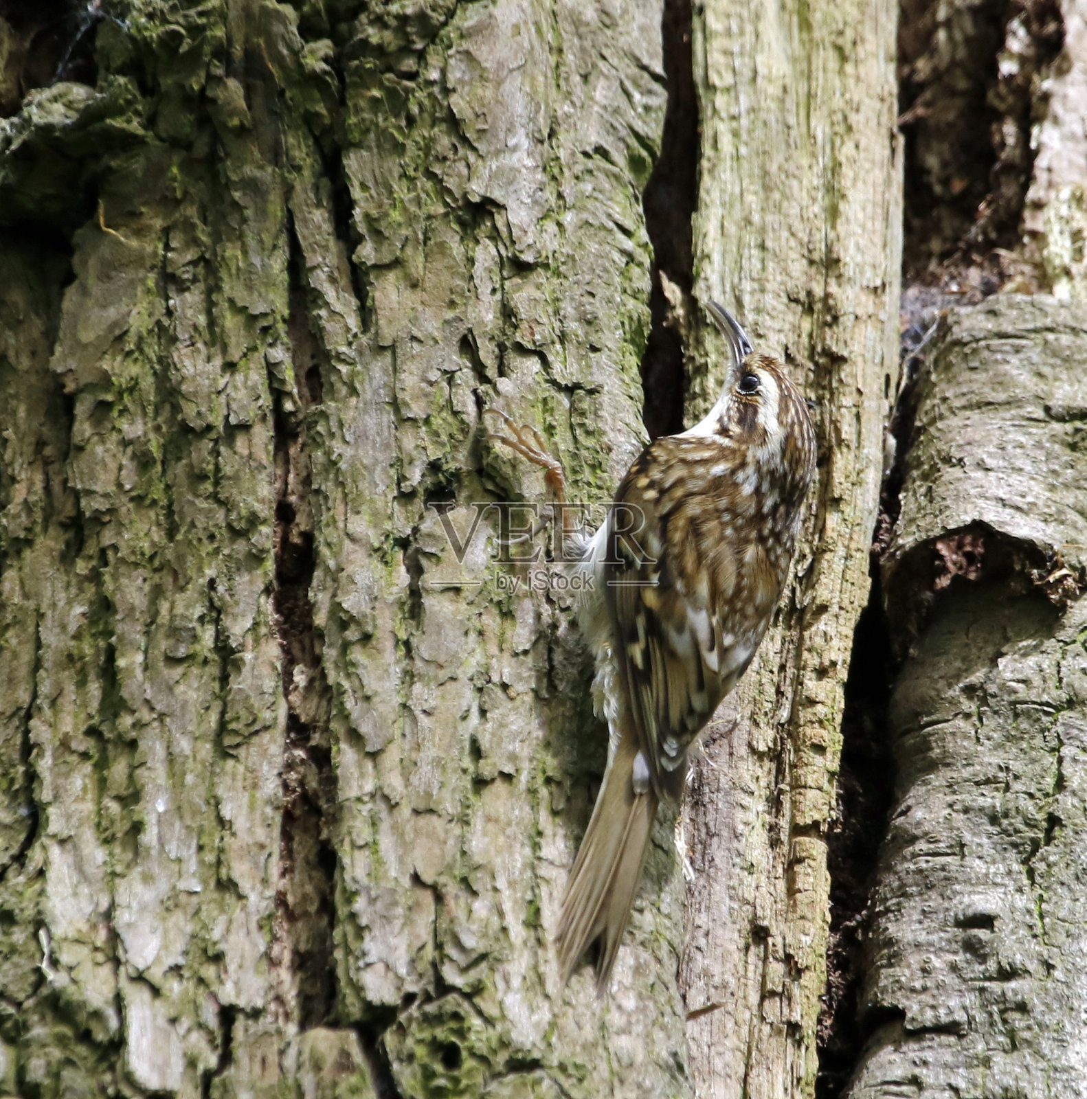 爬树鸟正在筑巢照片摄影图片