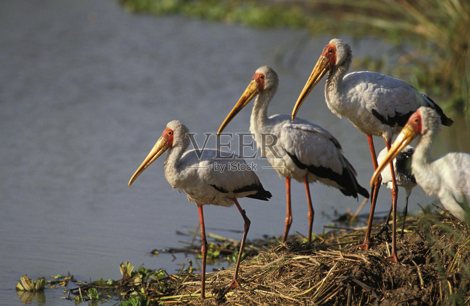 黄嘴鹳，朱鹮，肯尼亚纳库鲁公园照片摄影图片