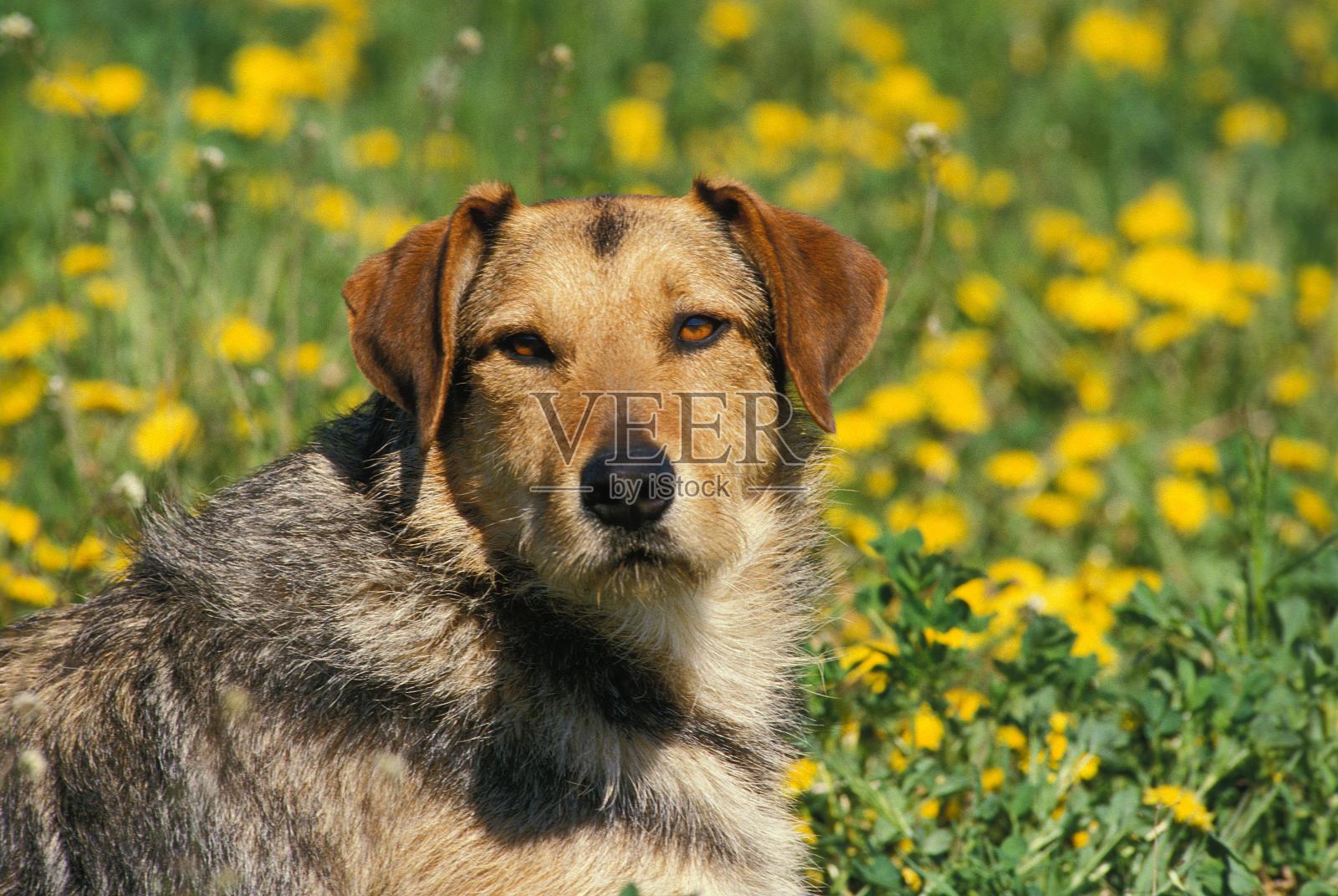 家犬画像，男性照片摄影图片