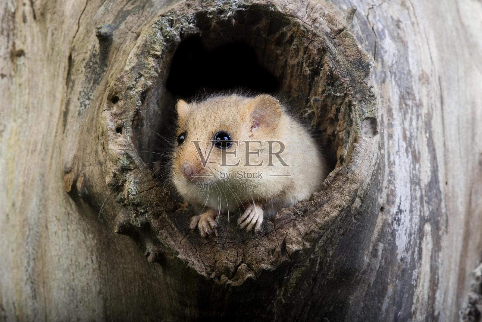 普通睡鼠，阿维利纳留斯，站在诺曼底的巢穴入口照片摄影图片