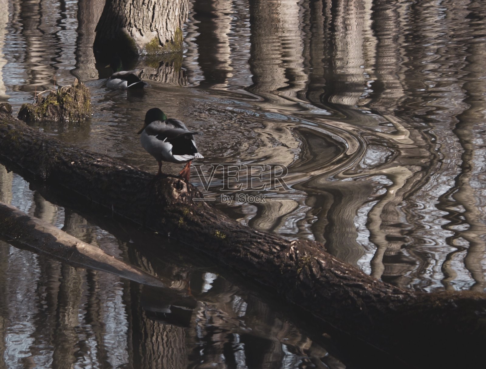 鸭子在森林照片摄影图片