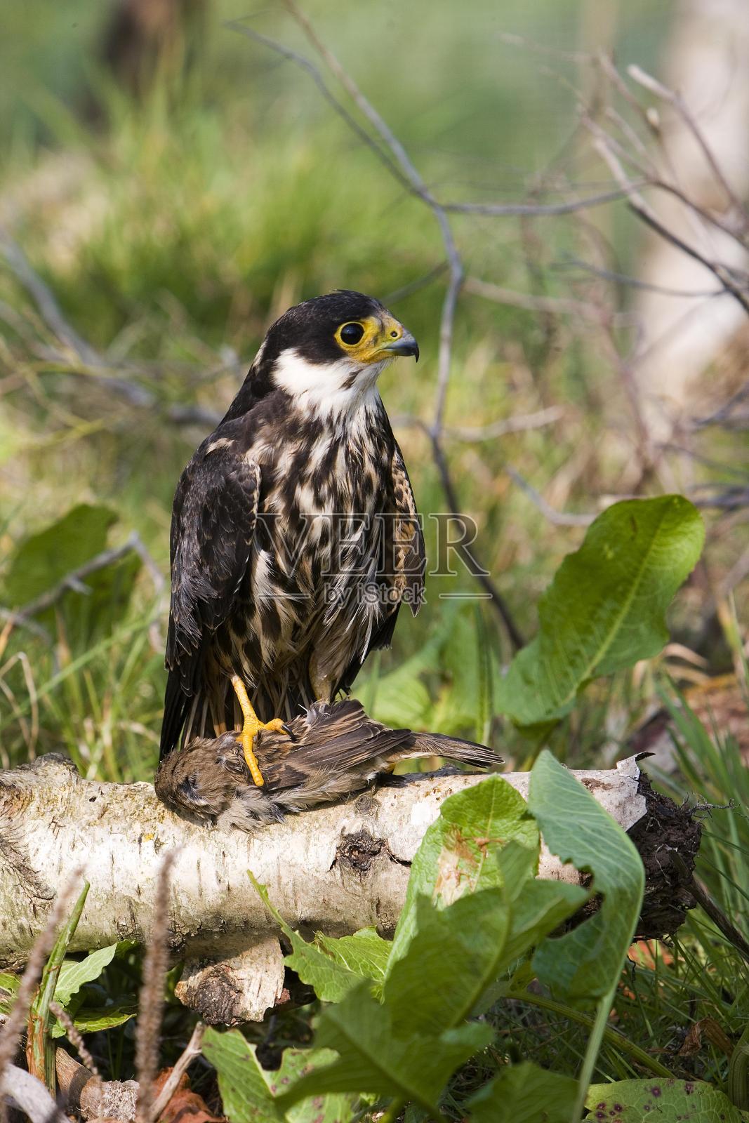 欧亚野鹰，小鹰，成年站在树枝上，诺曼底照片摄影图片