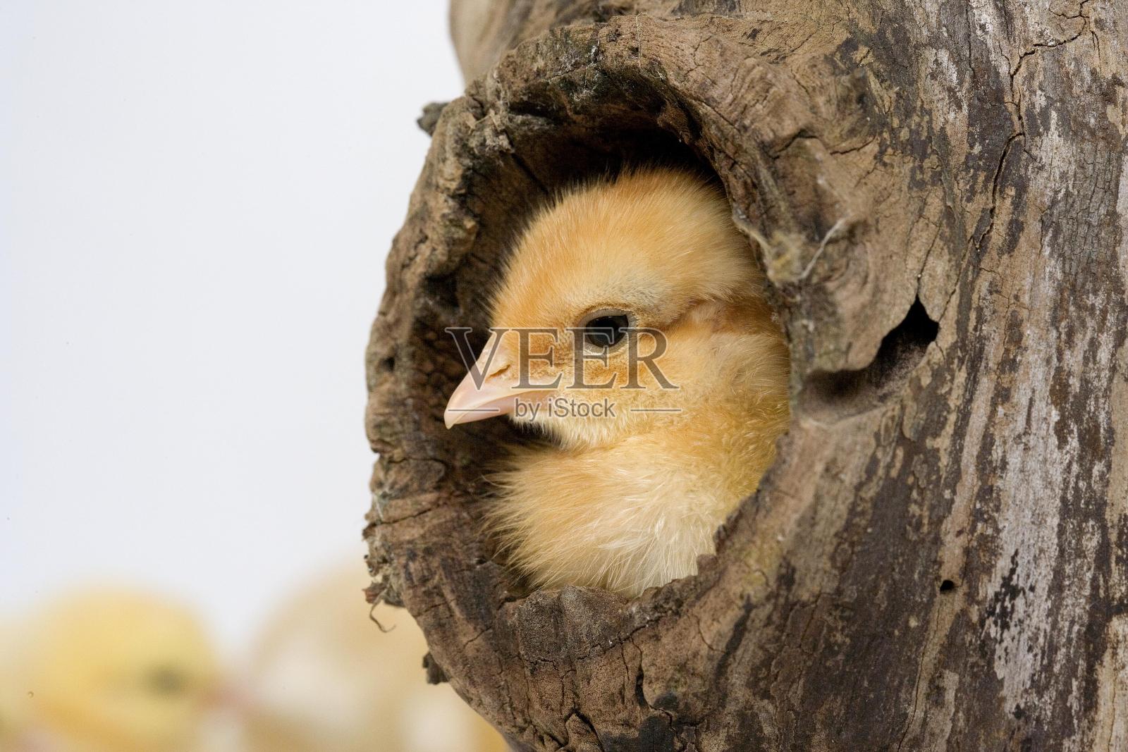 白色背景下的小鸡照片摄影图片
