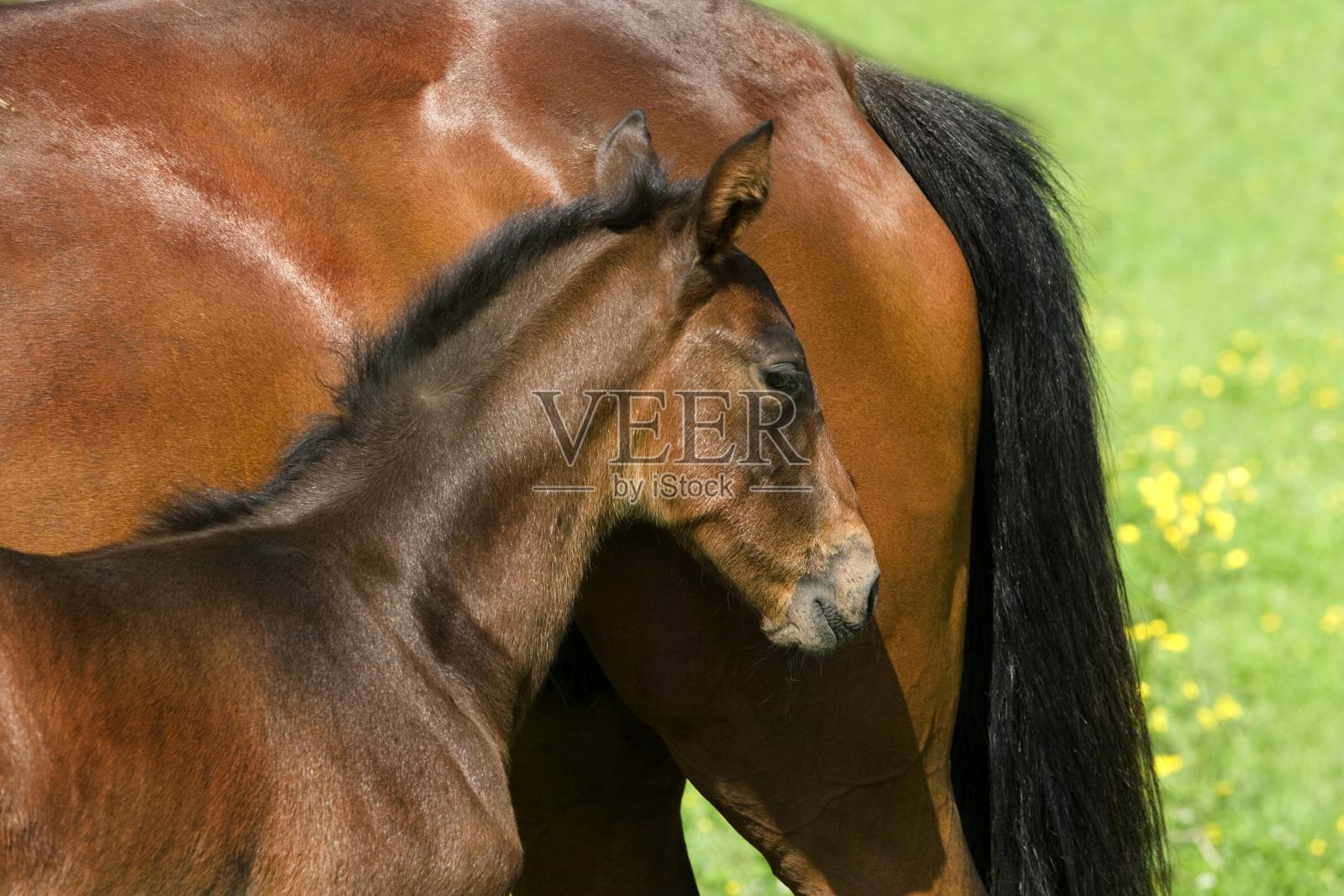 诺曼底帕多克的法国猪蹄，母亲和小马驹照片摄影图片