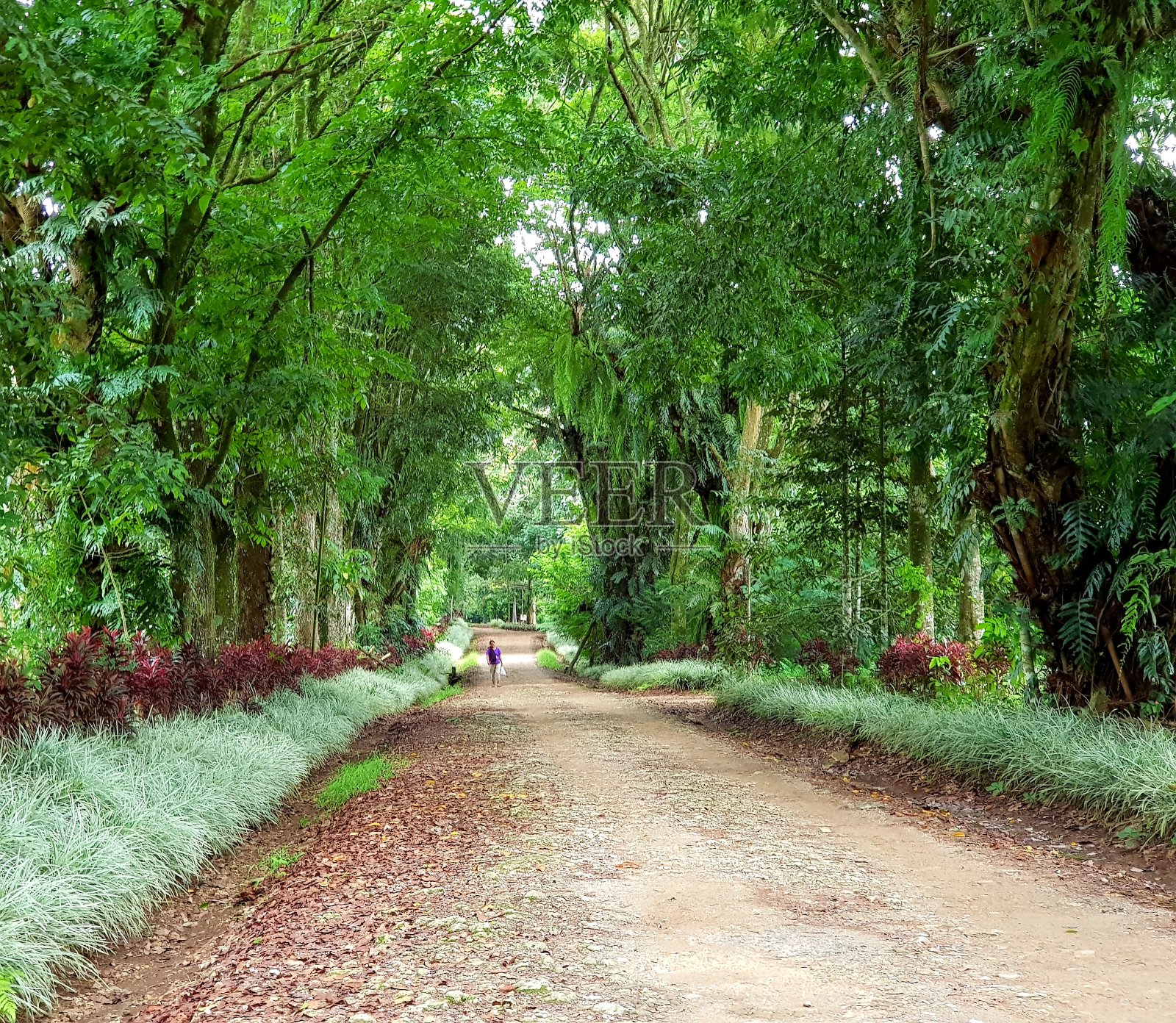 乡间美丽的土路照片摄影图片