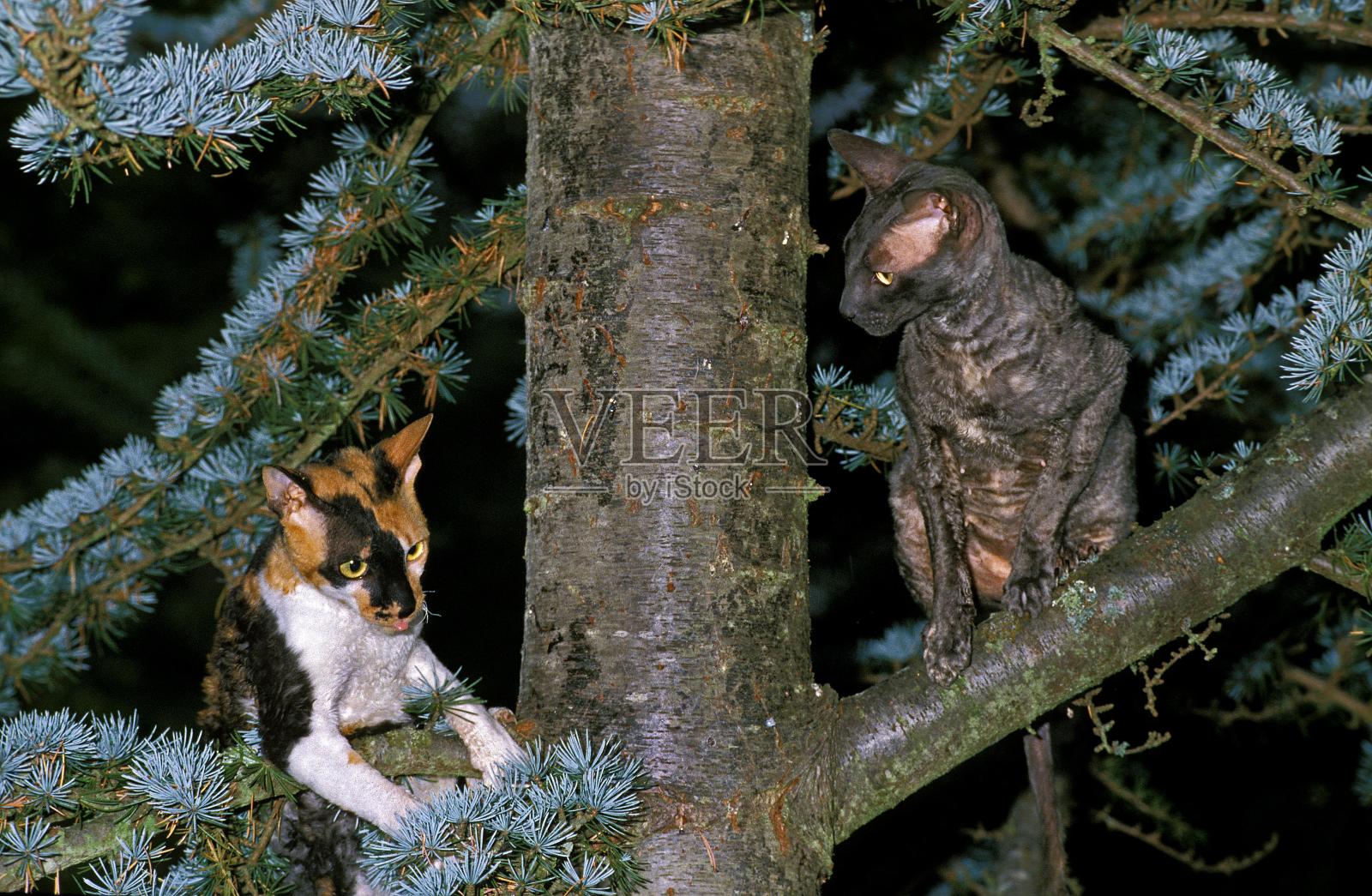 康沃尔雷克斯家猫站在松树上照片摄影图片
