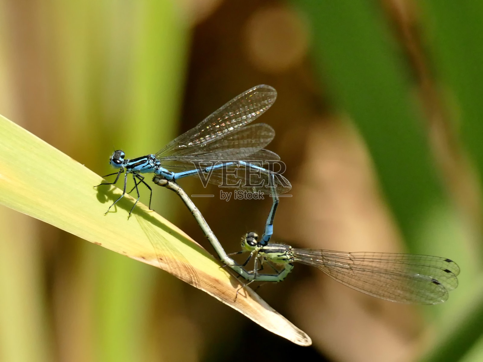 青豆娘，繁殖，交配照片摄影图片