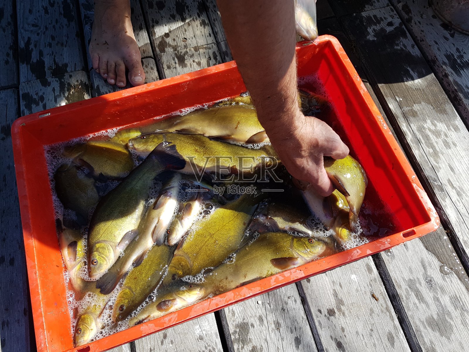 木制码头上的篮子里钓到的丁鱼。照片摄影图片