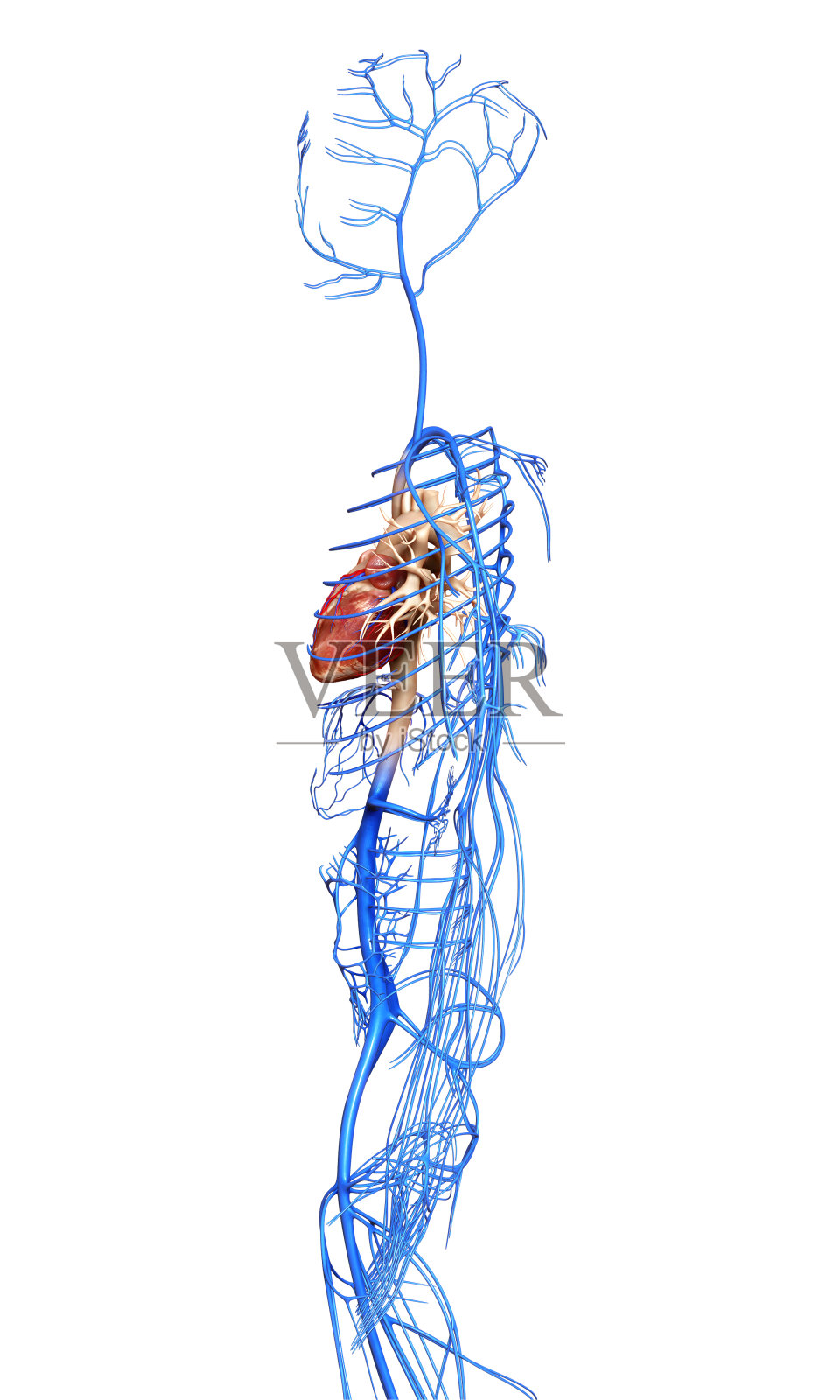 3d渲染医学精确的静脉的插图"n照片摄影图片