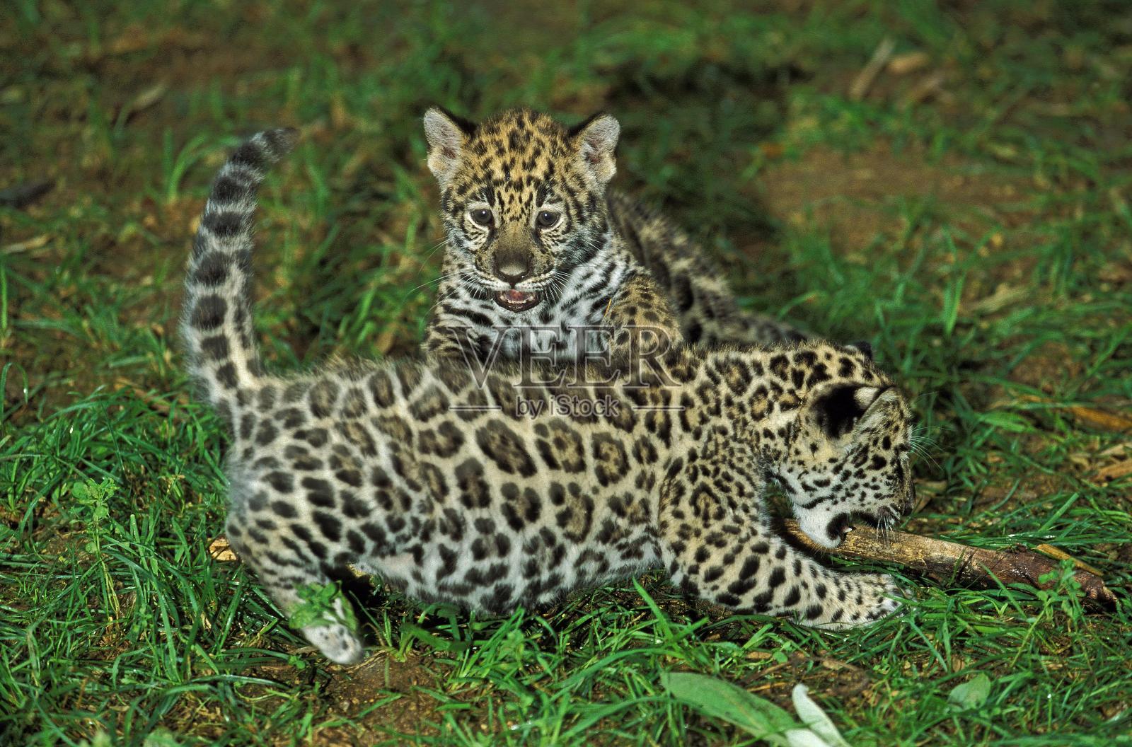 美洲虎，美洲豹，玩耍的幼崽照片摄影图片