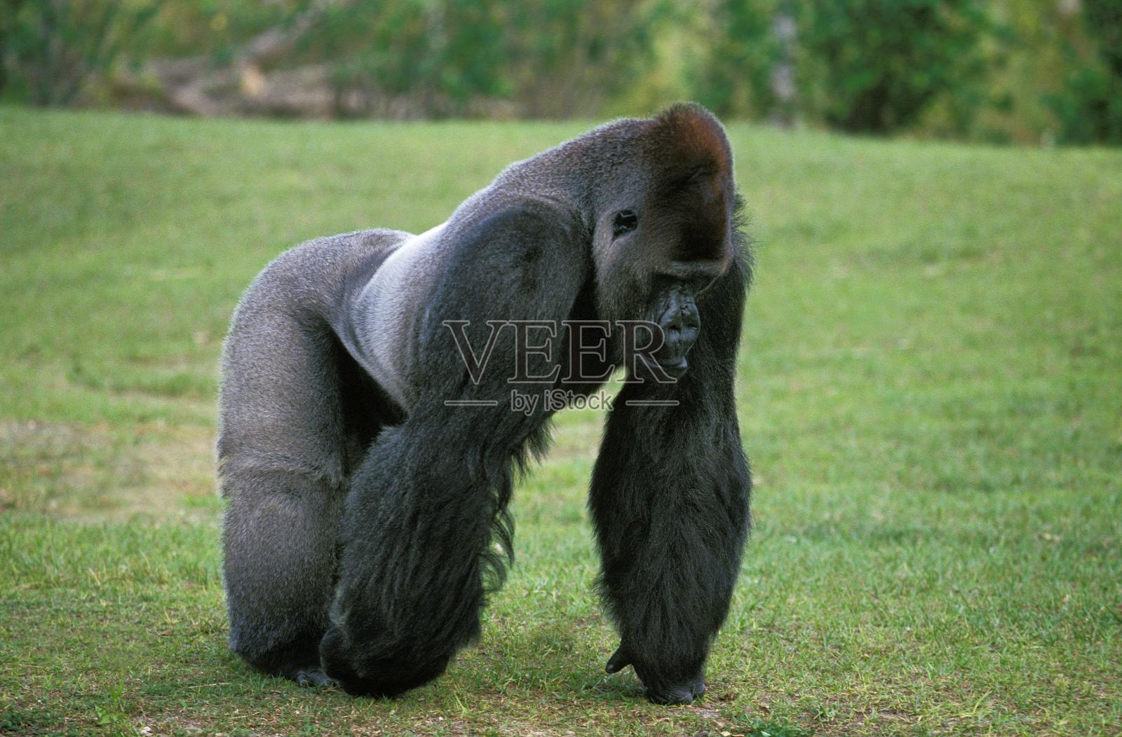 东部低地大猩猩，格劳瑞大猩猩，银背雄性照片摄影图片