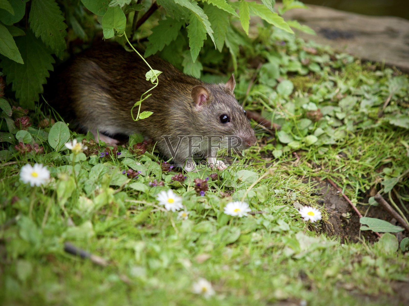 棕色的老鼠照片摄影图片