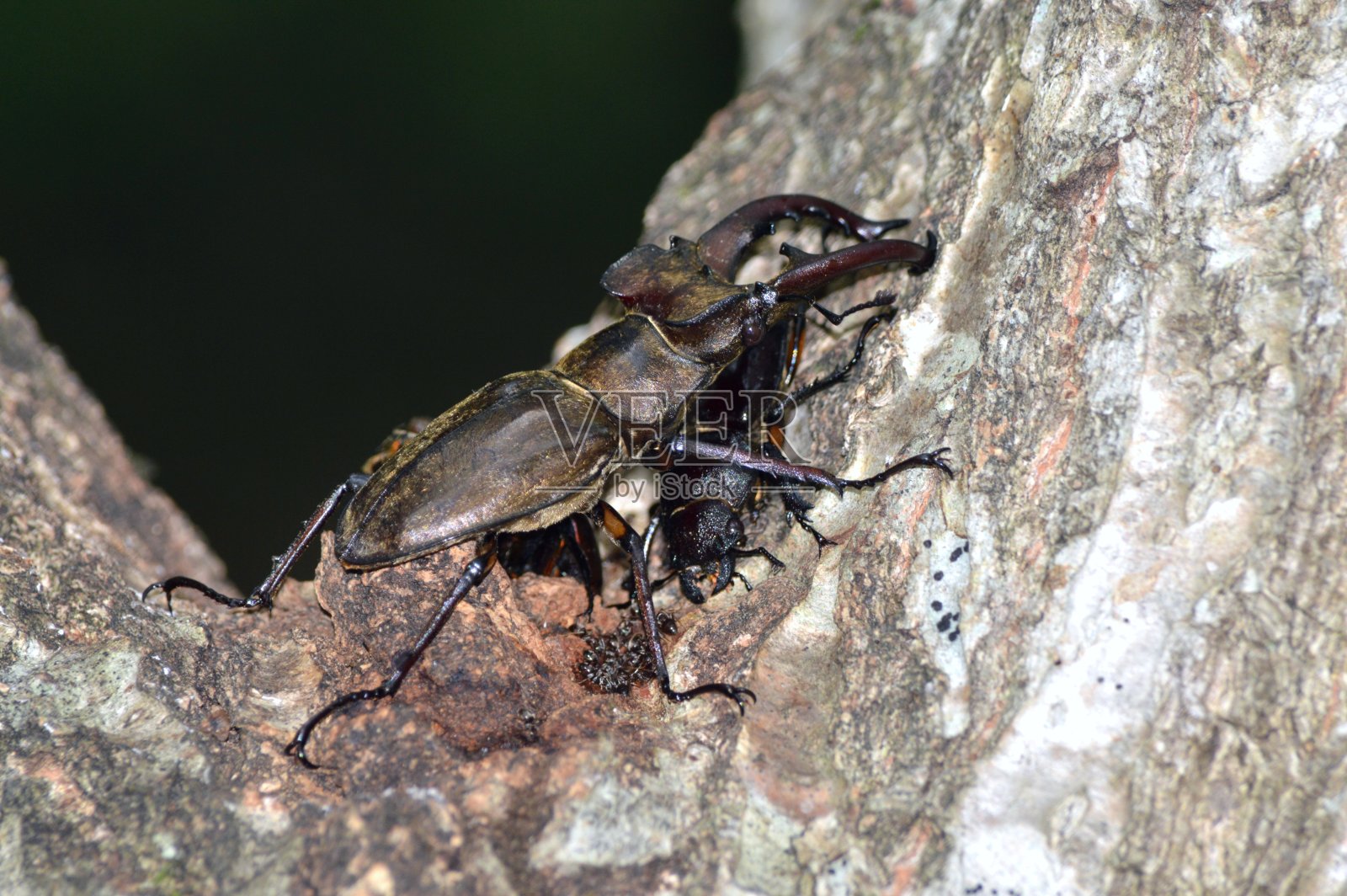 雄鹿甲虫雌雄同体照片摄影图片
