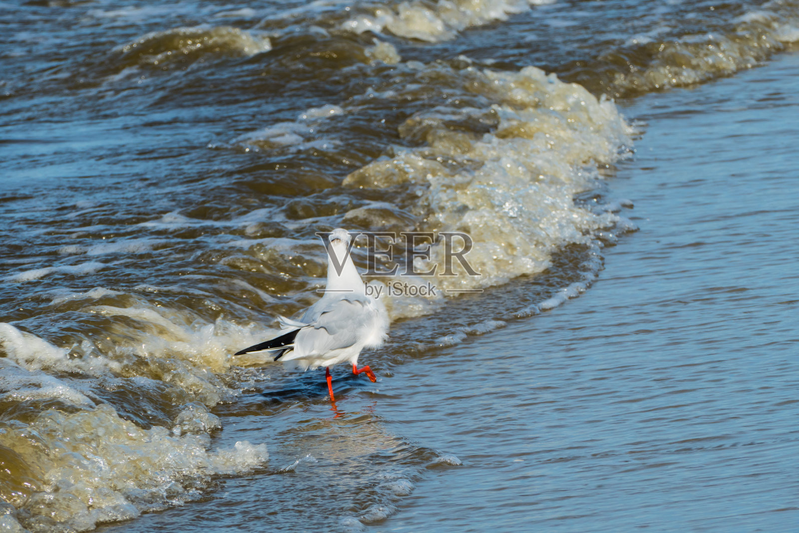 海鸥在海里散步照片摄影图片