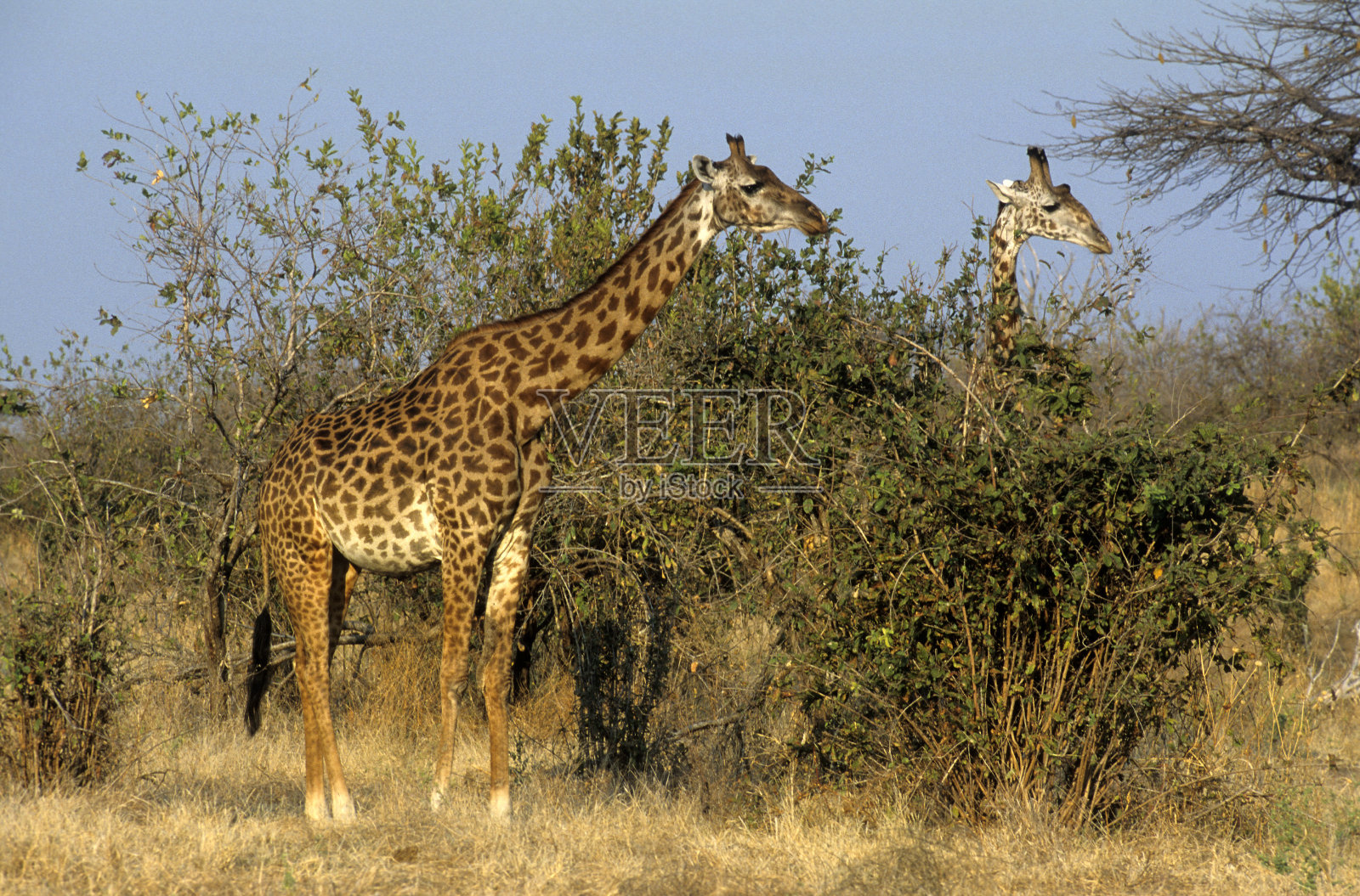 马赛长颈鹿照片摄影图片
