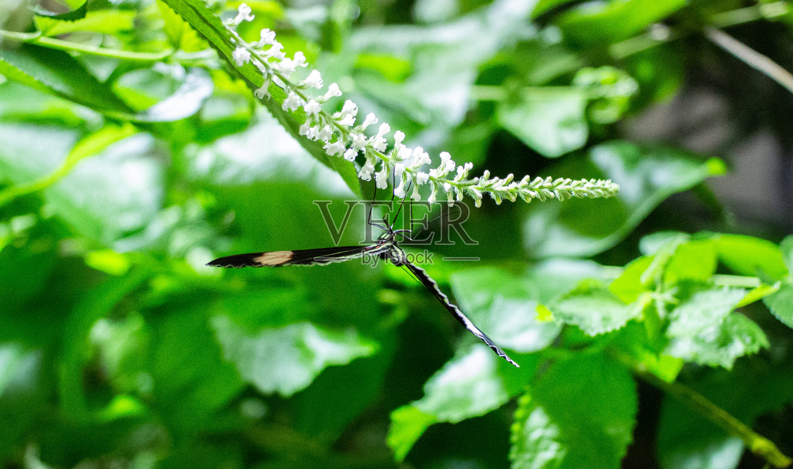 一只蝴蝶栖息在绿叶中。照片摄影图片