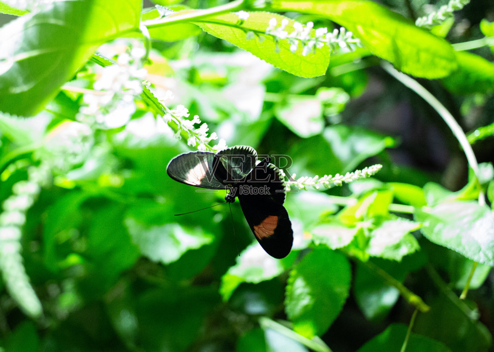 一只蝴蝶栖息在绿叶中。照片摄影图片