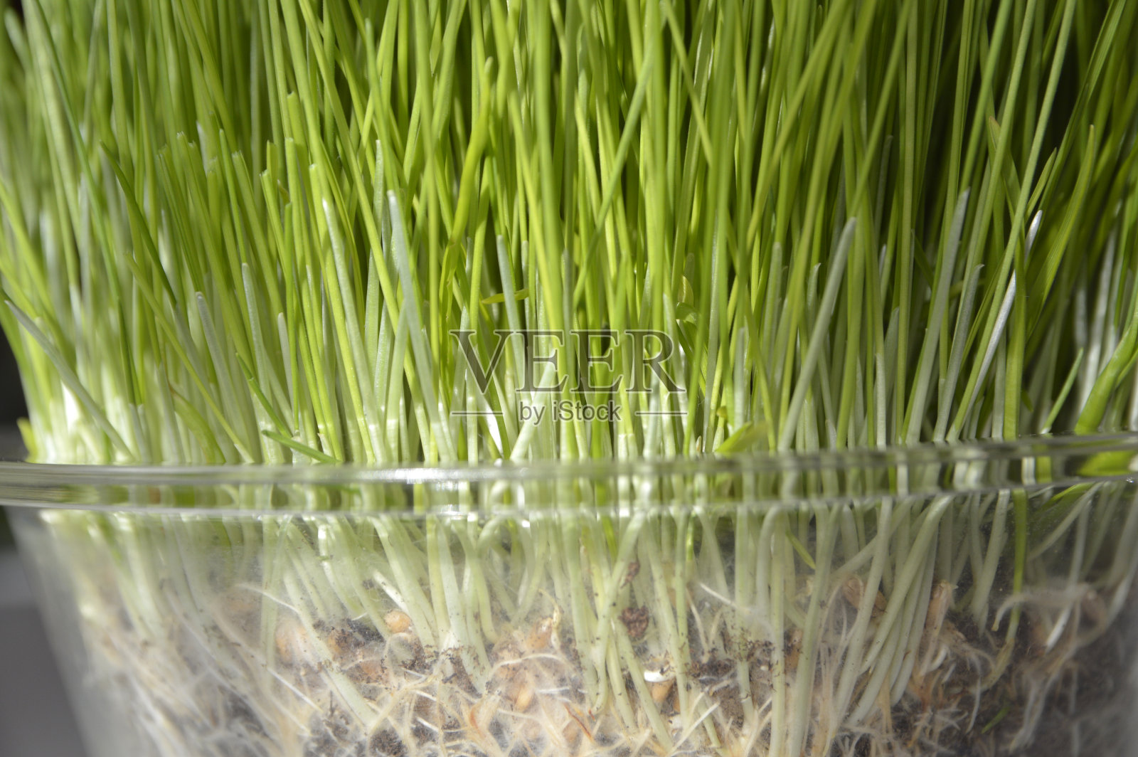 圣诞小麦生长在玻璃碗里照片摄影图片