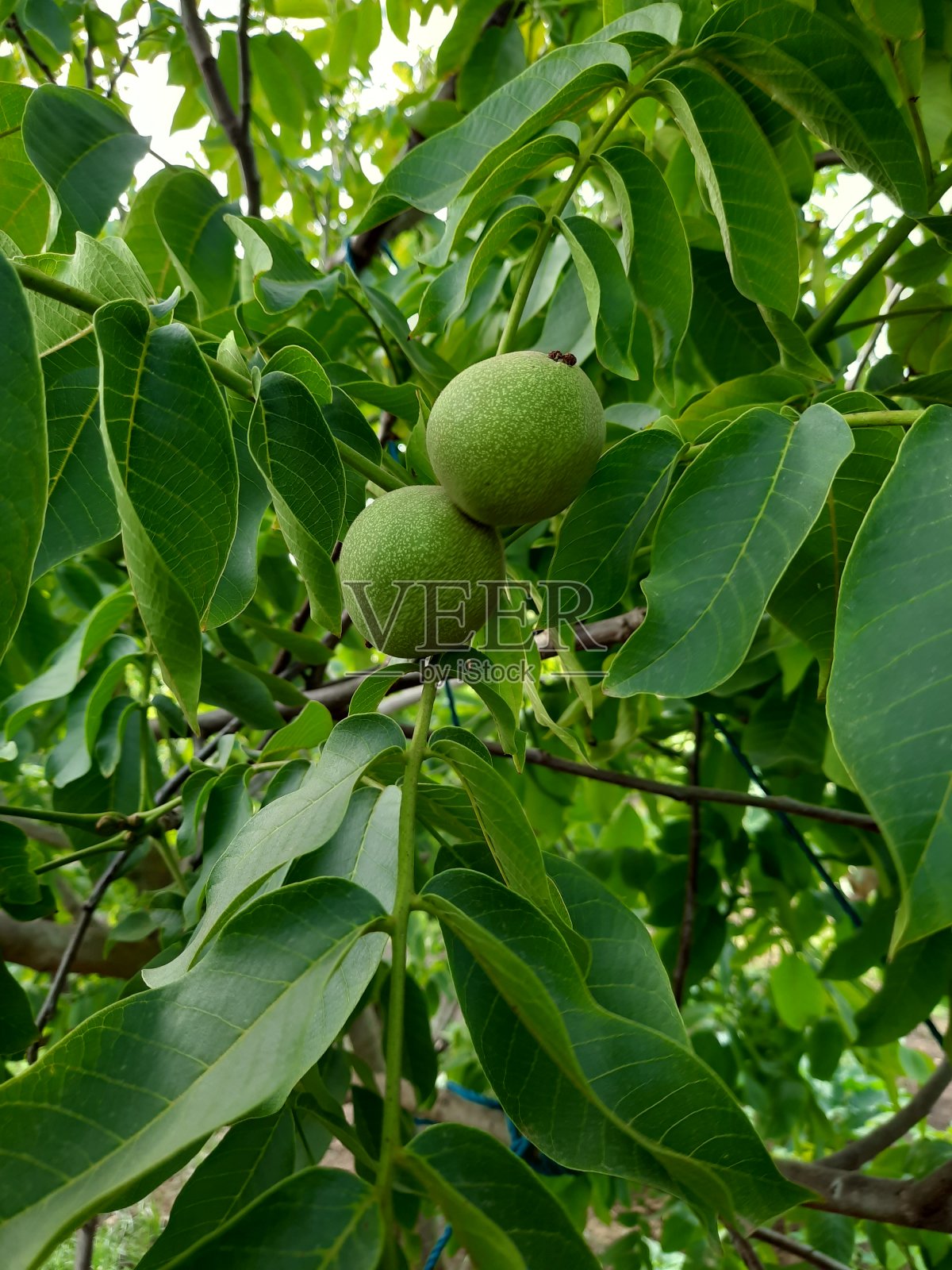 坚果照片摄影图片