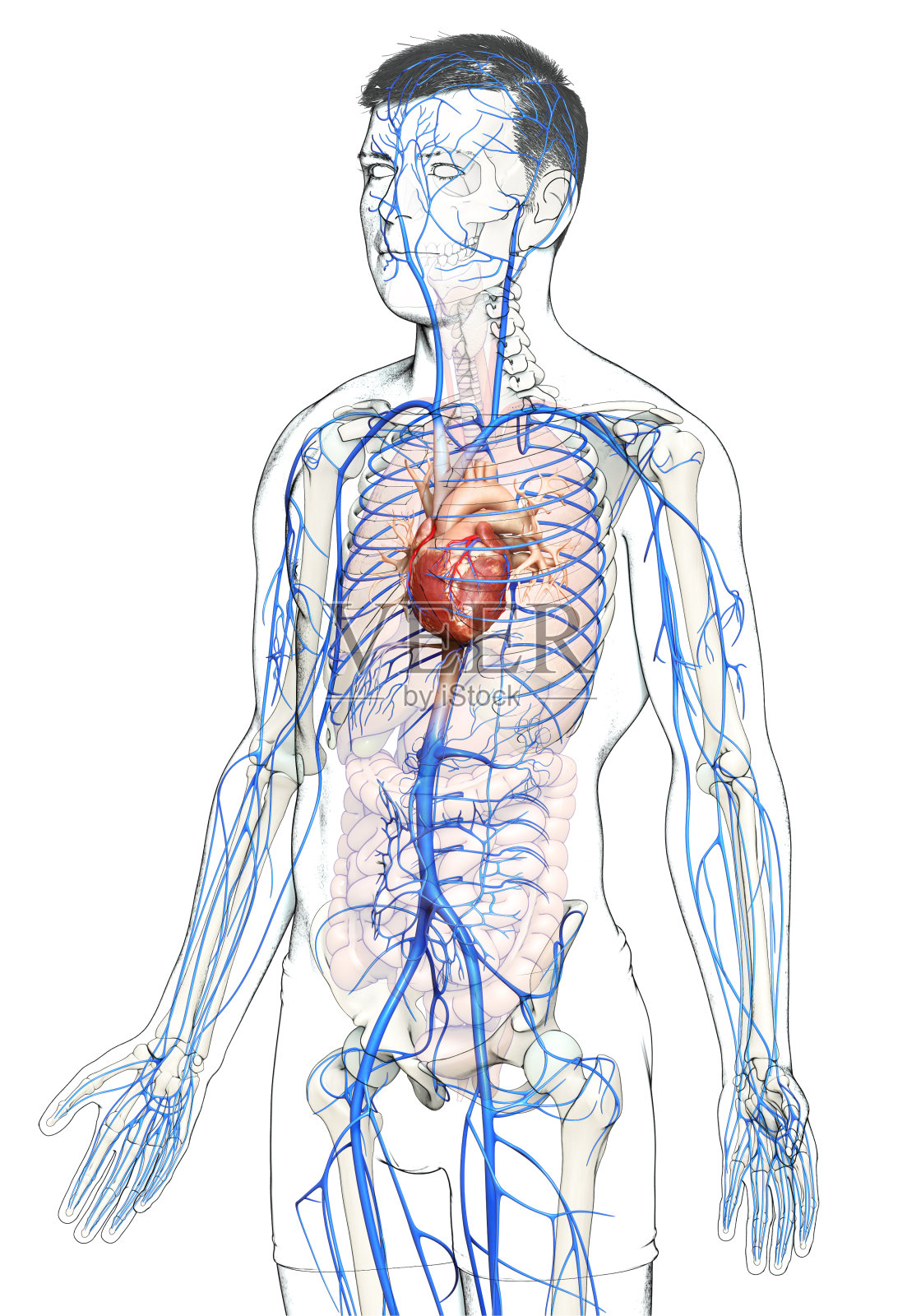 3d渲染医学上准确的男性静脉解剖的插图照片摄影图片